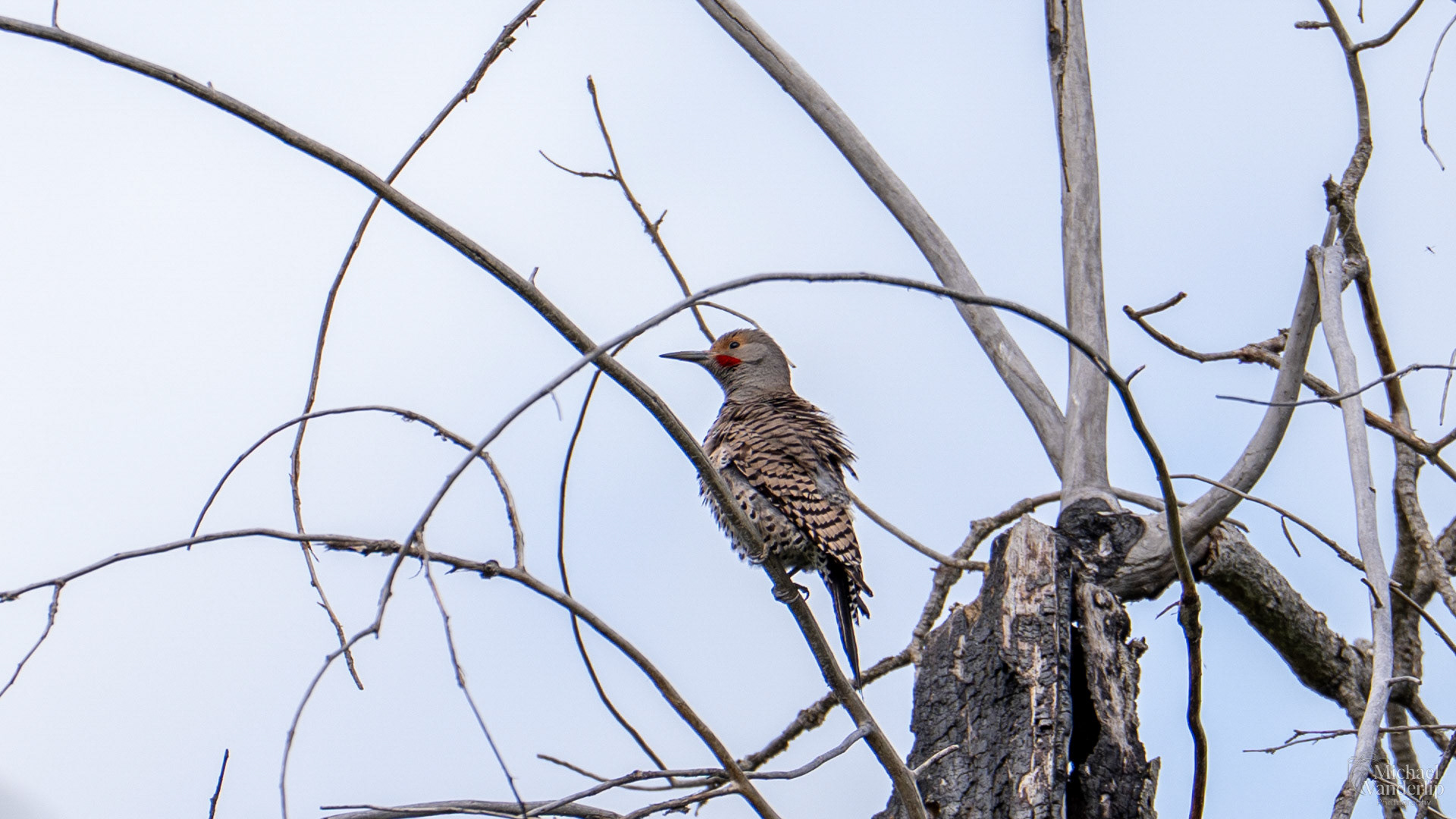 Northern Flicker along the Bear Creek Greenway near Talent, Oregon.