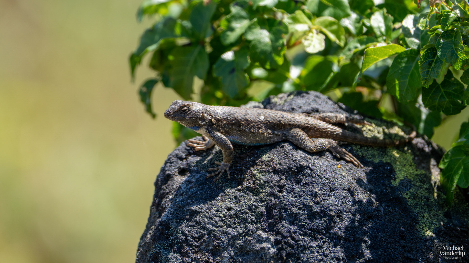 Western Fence Lizard on Lower Table Rock, Central Point, Oregon.