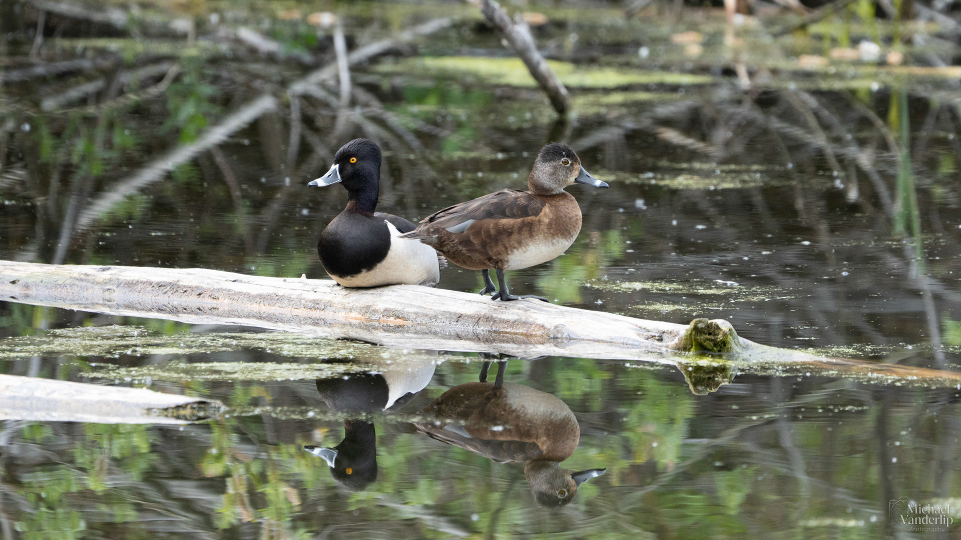 Ring Necked Ducks along the Bear Creek Greenway near Talent, Oregon.