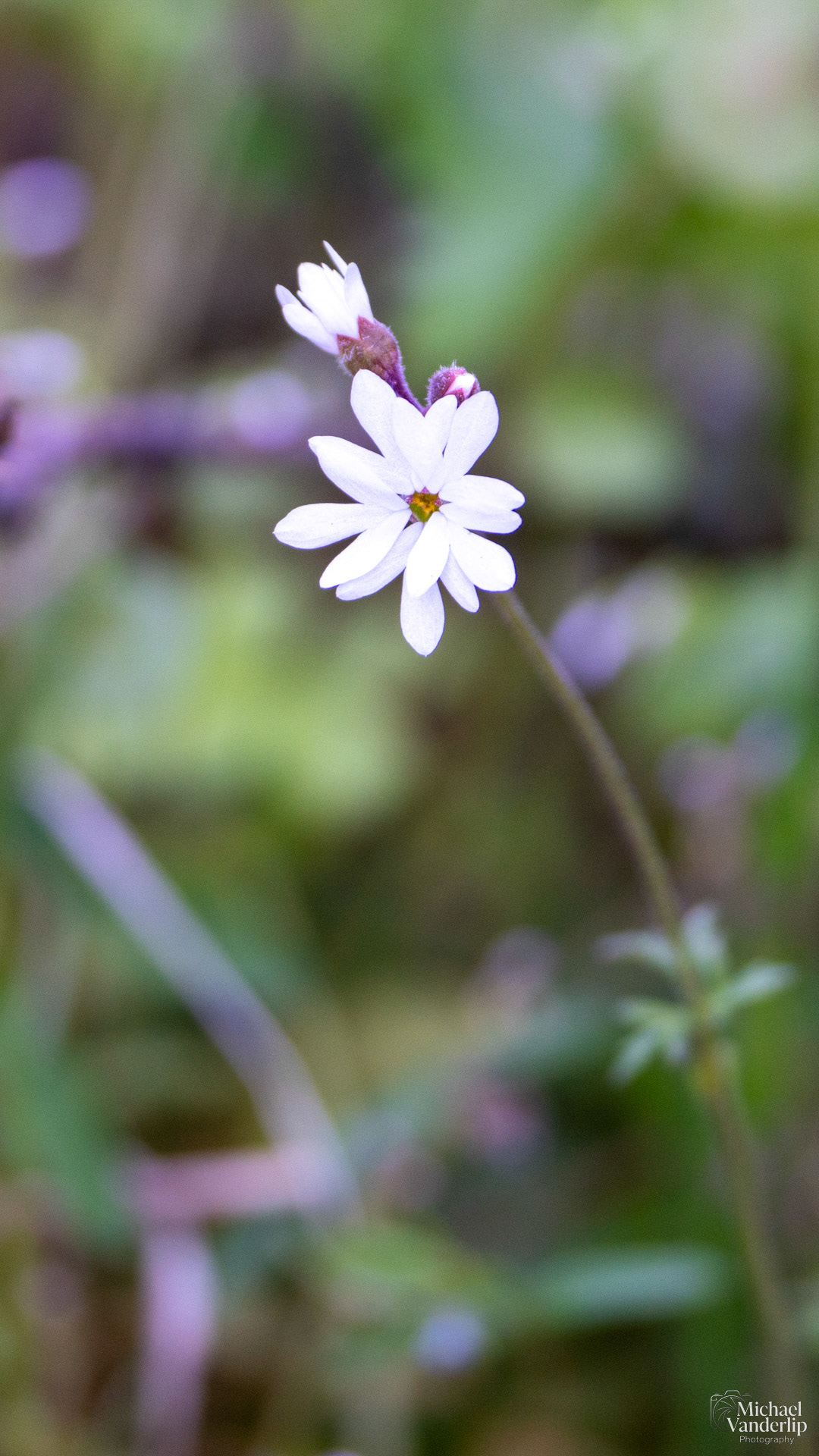 Woodland Star along the Wagner Butte Trail near Talent, Oregon.