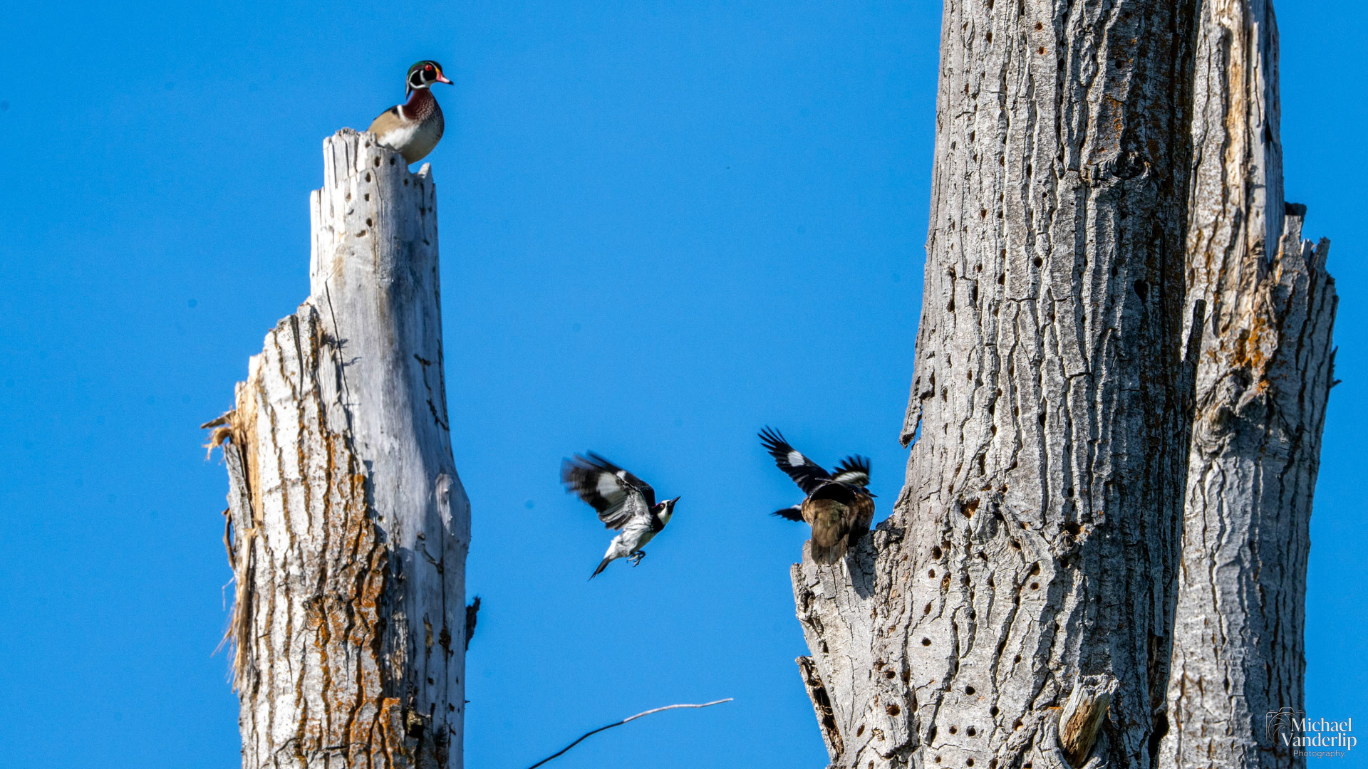 Wood Ducks and Acorn Woodpeckers along the Bear Creek Greenway near Talent, Oregon.