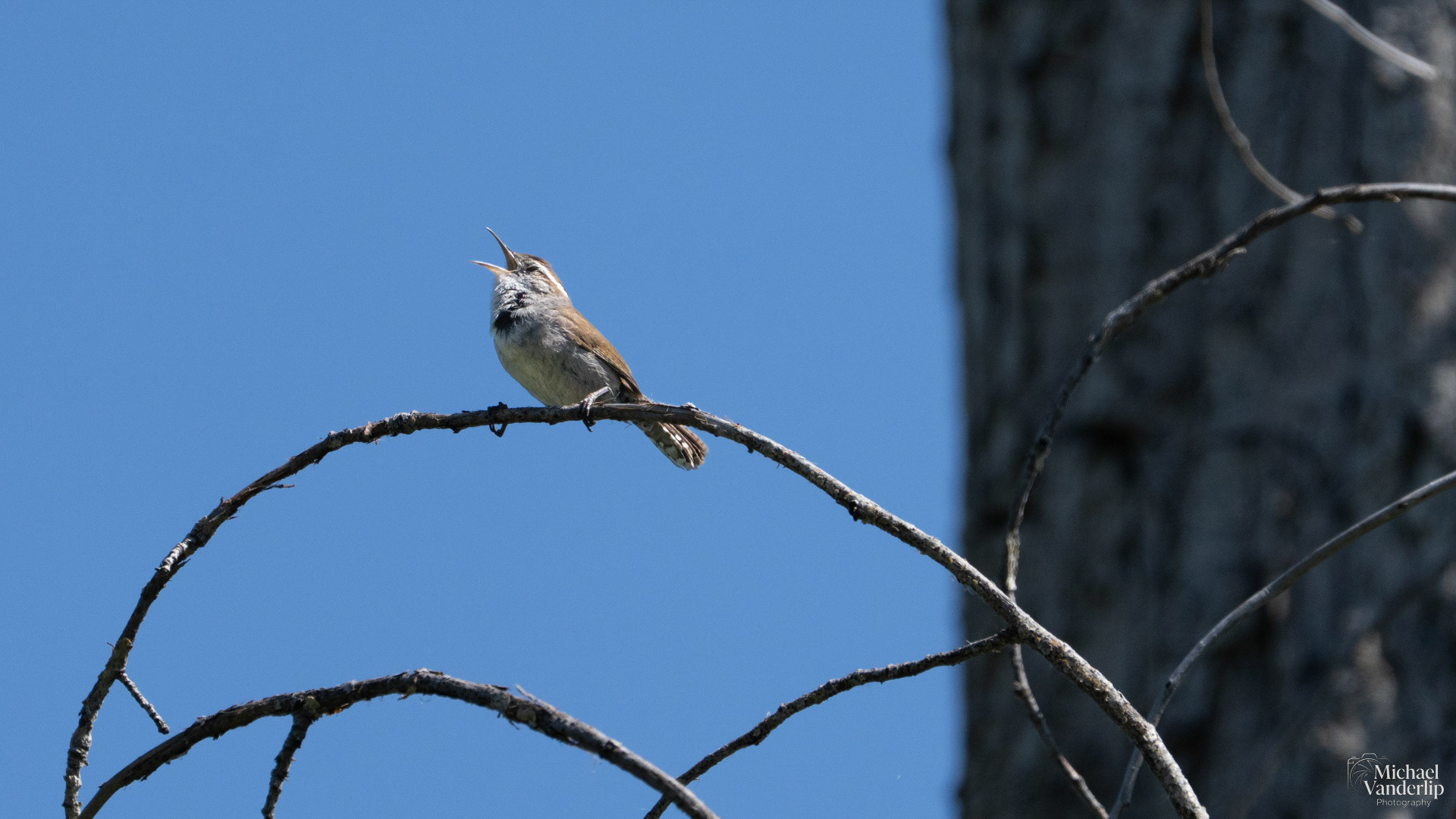 Bewick's Wren along the Bear Creek Greenway near Talent, Oregon.