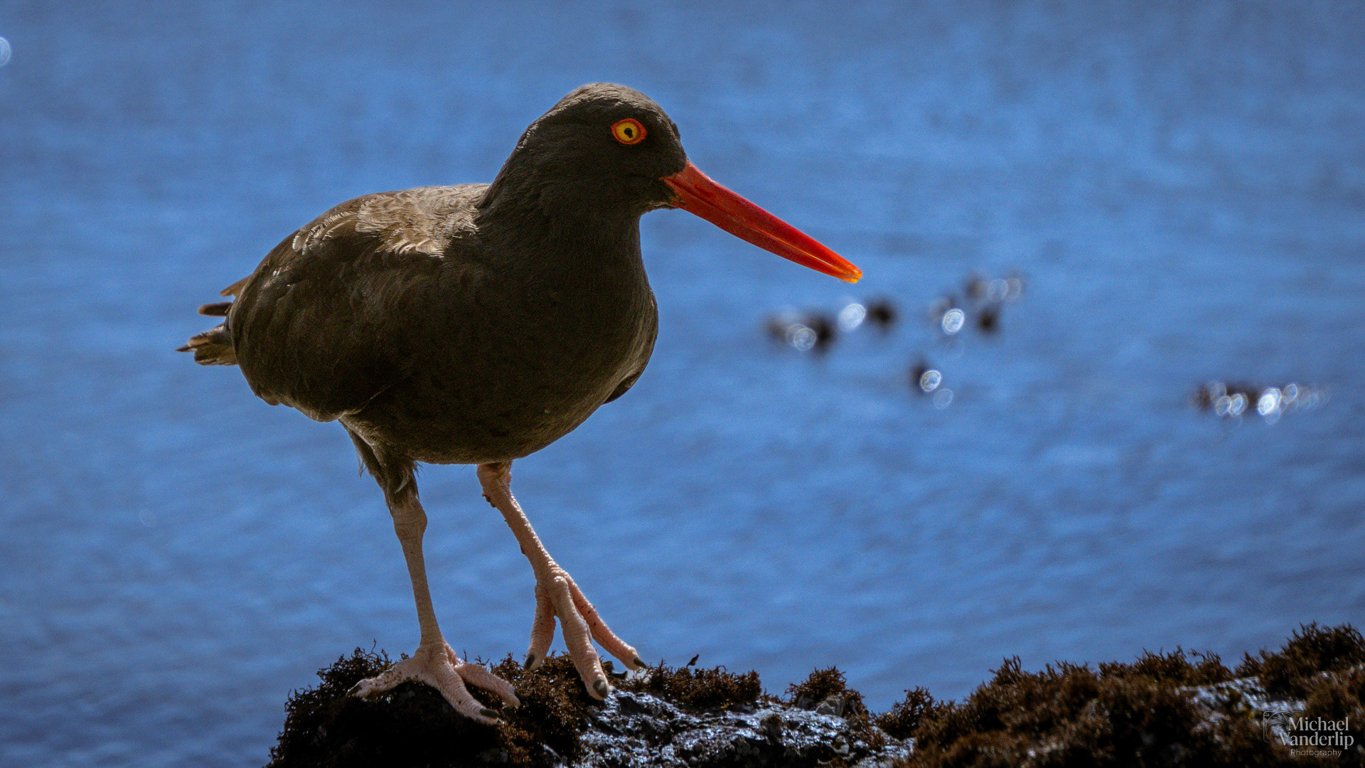 Black Oystercatcher on Harris Beach, Brookings, Oregon.