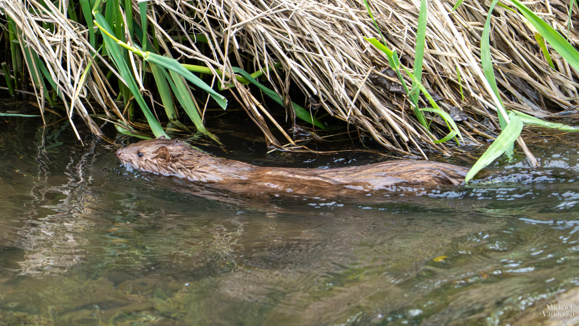 American Mink in Bear Creek along the Bear Creek Greenway near Talent, Oregon.