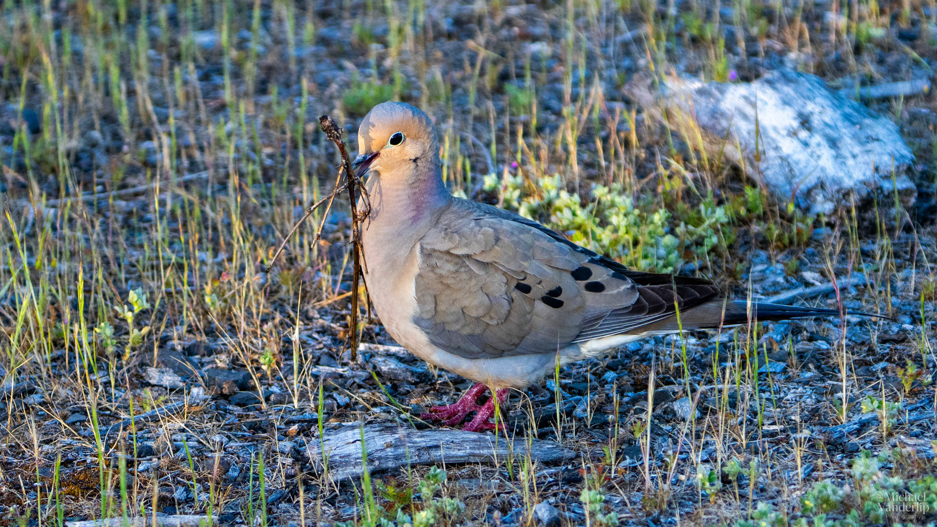 Mourning Dove along the Bear Creek Greenway near Talent, Oregon.