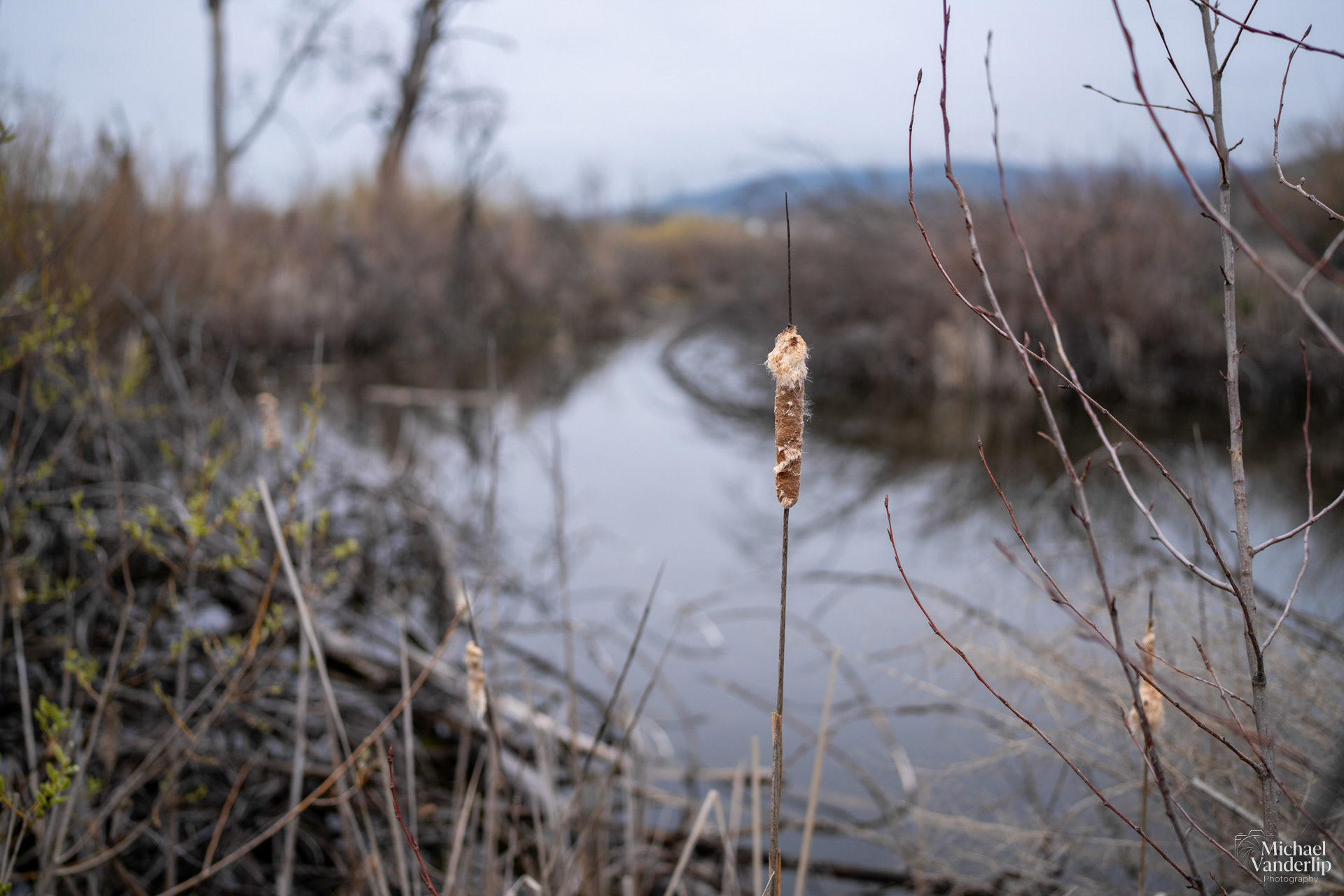 Cattail along the Bear Creek Greenway near Talent, Oregon.