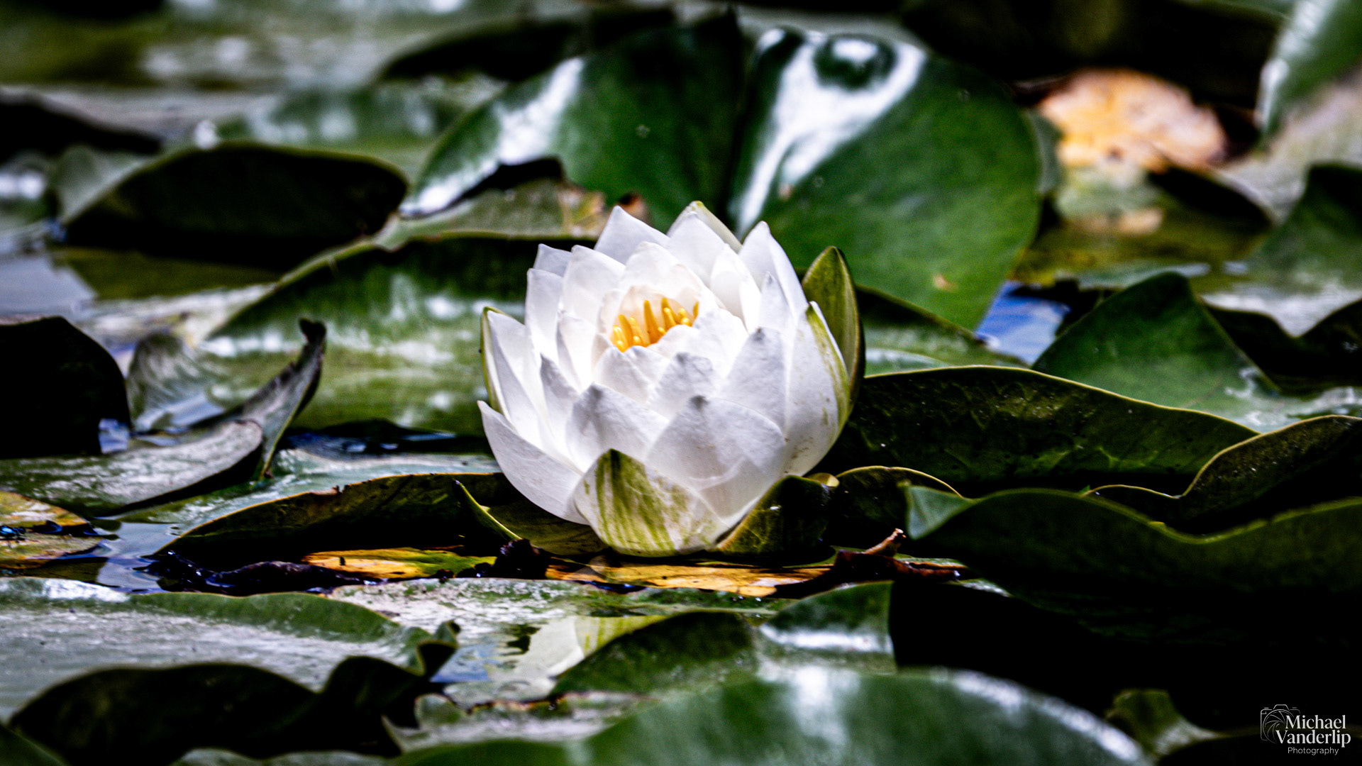 White Water Lily along the Bear Creek Greenway near Talent, Oregon.