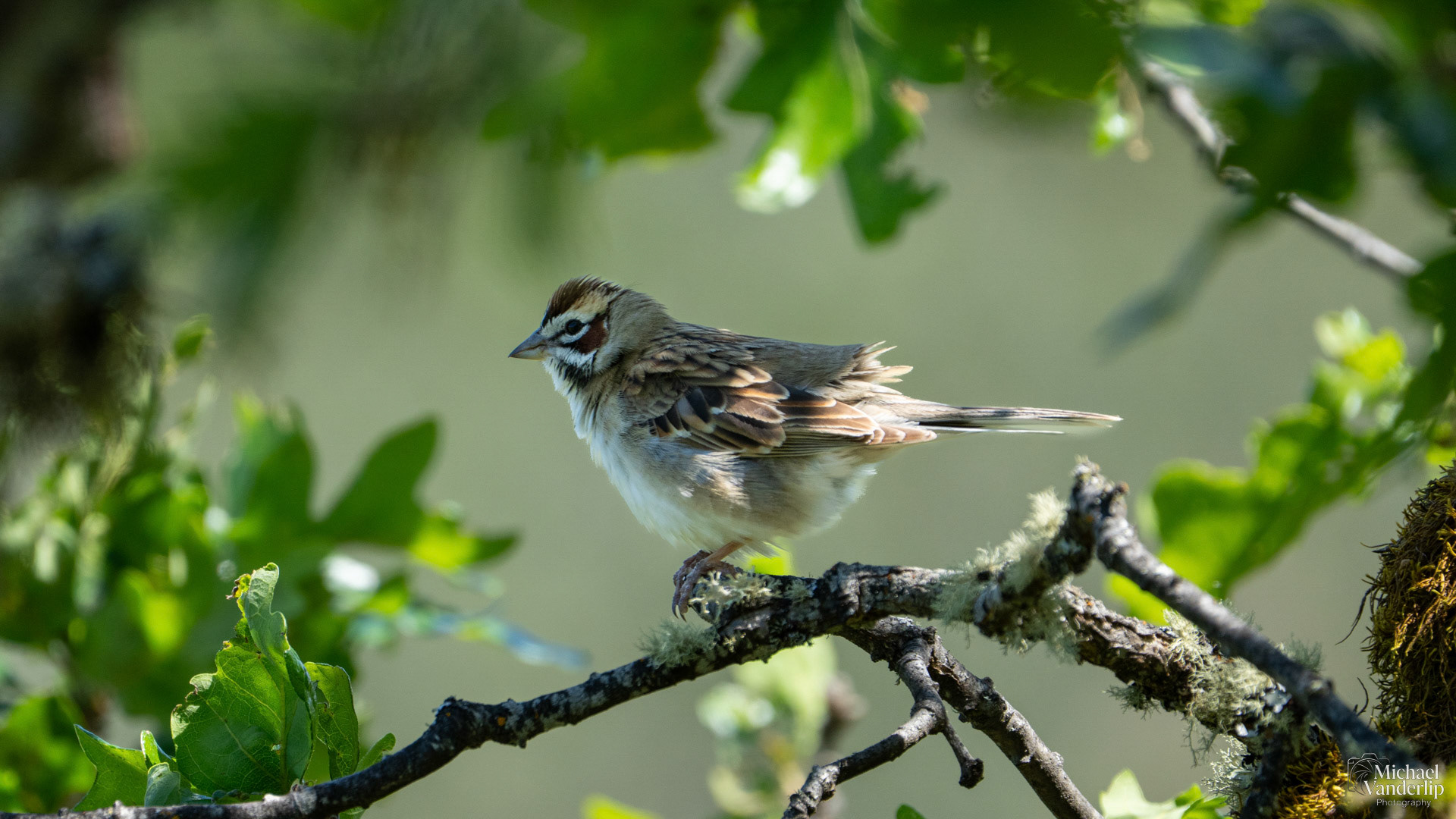 Lark Sparrow on Lower Table Rock, Central Point, Oregon.