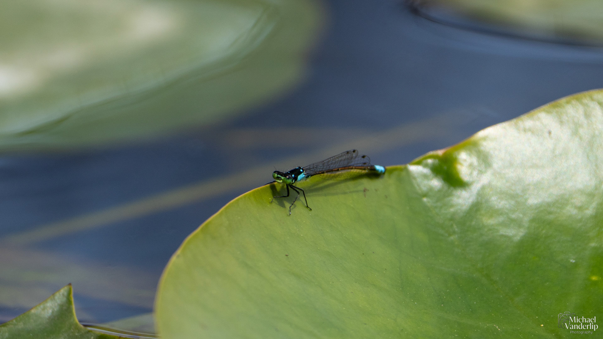 Pacific Forktail Damselfly along the Bear Creek Greenway near Talent, Oregon.