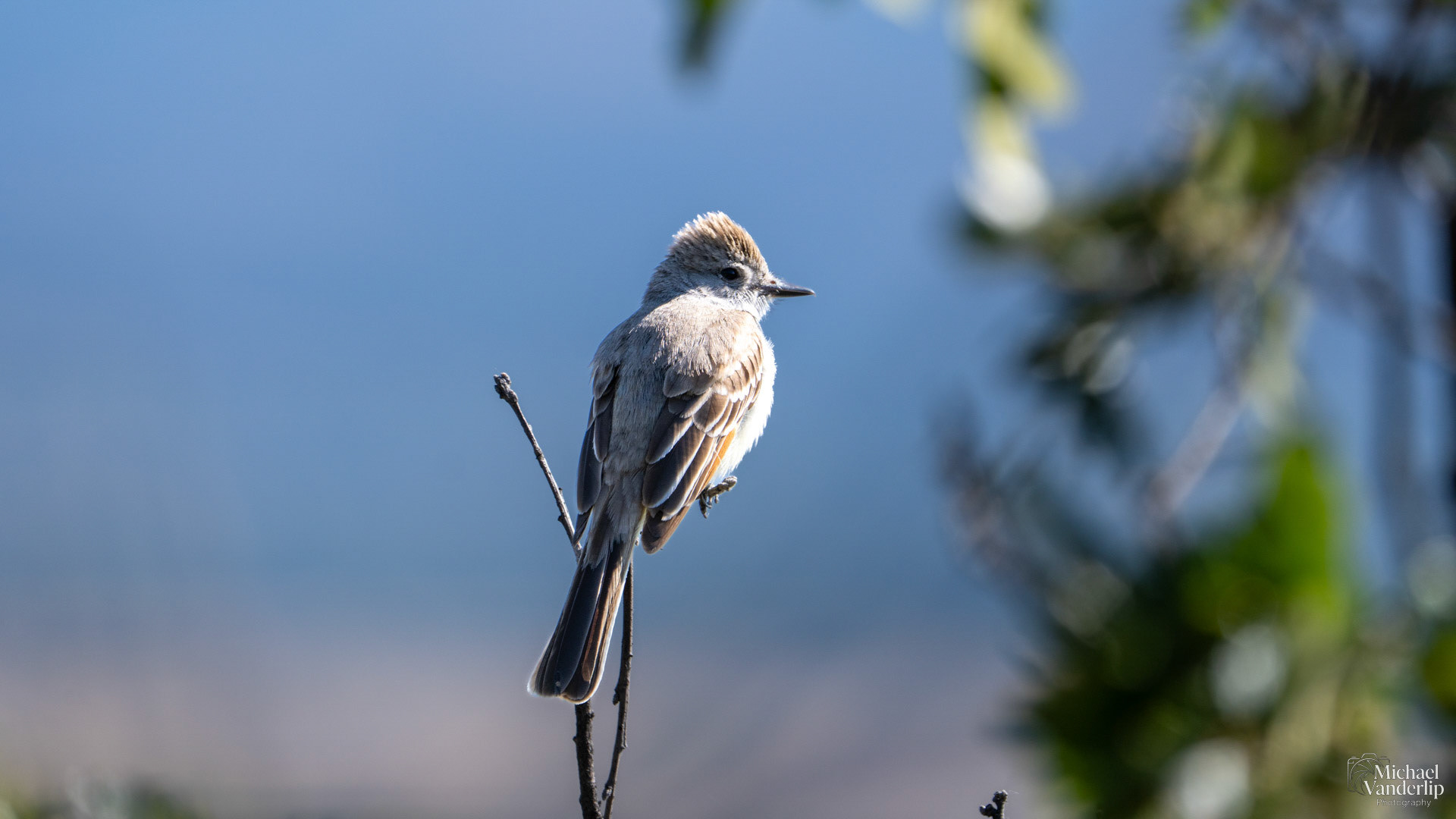 Ash-Throated Flycatcher along the Upper Table Rock Trail, Central Point, Oregon.