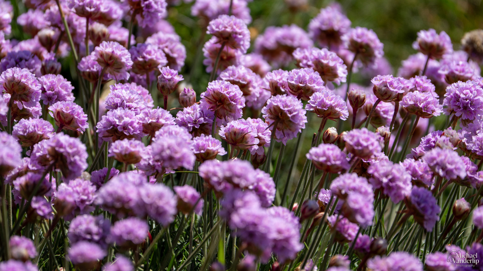 Sea Thrift along the coast near Depoe Bay, Oregon.