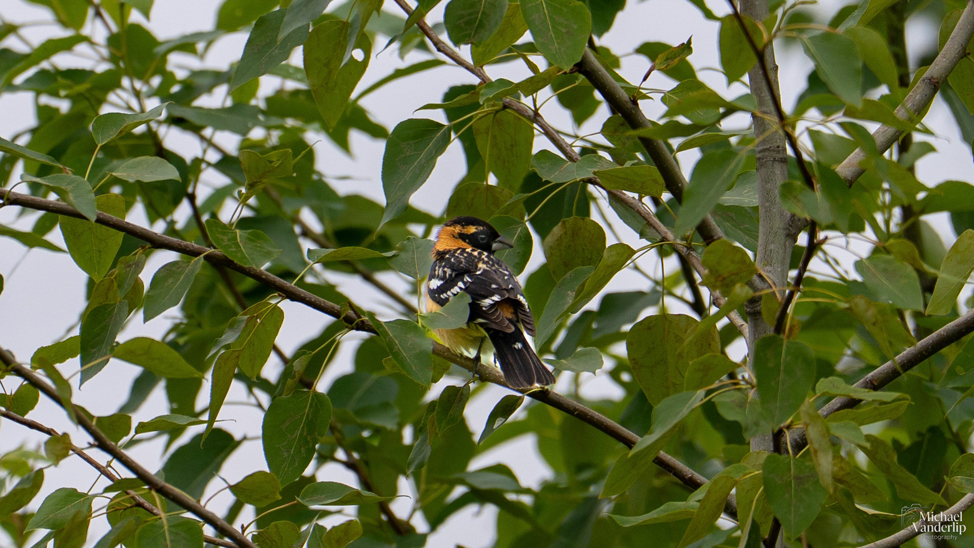 Black Headed Grosbeak along the Bear Creek Greenway near Talent, Oregon.