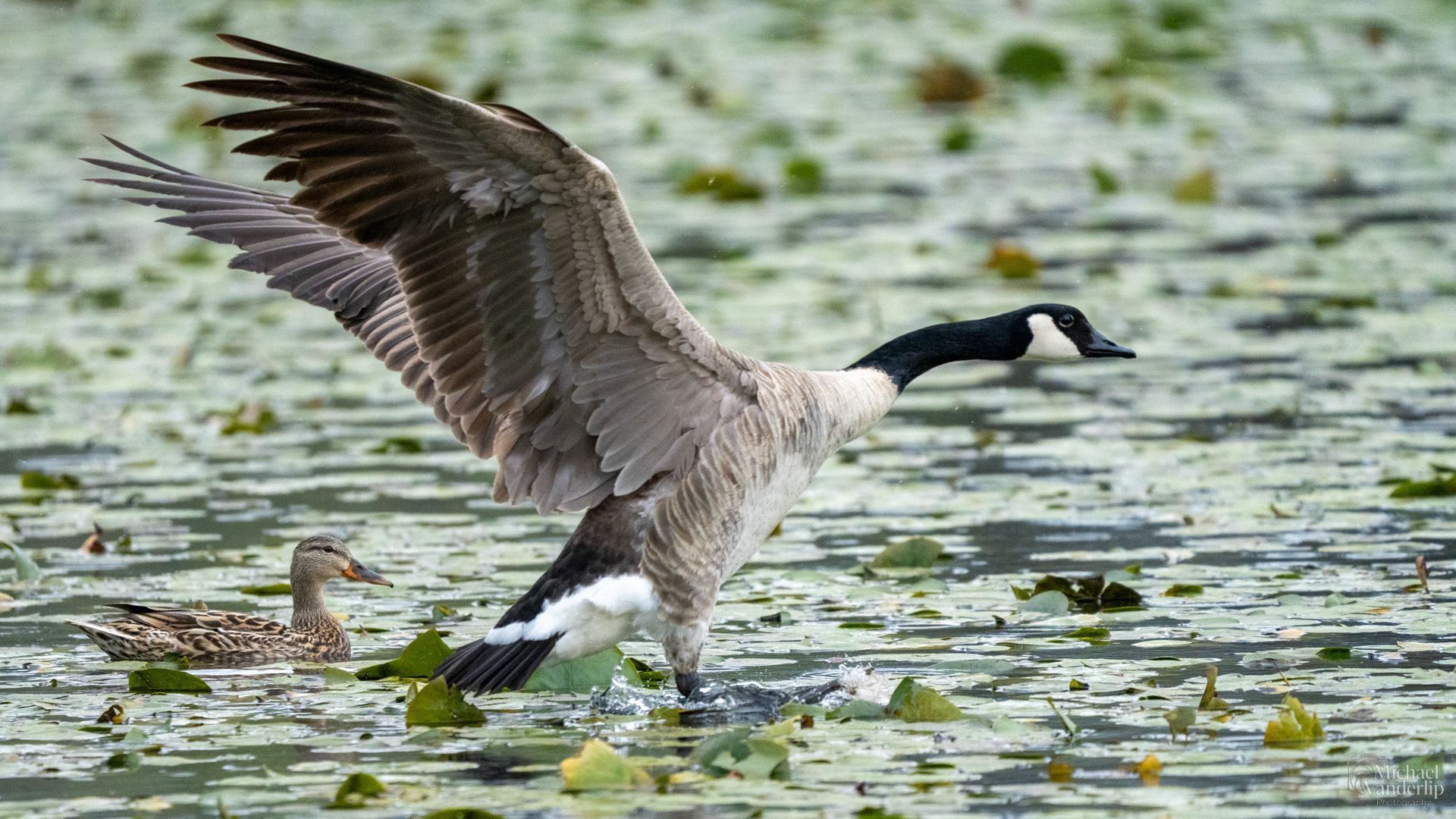 Canada Goose along the Bear Creek Greenway near Talent, Oregon.