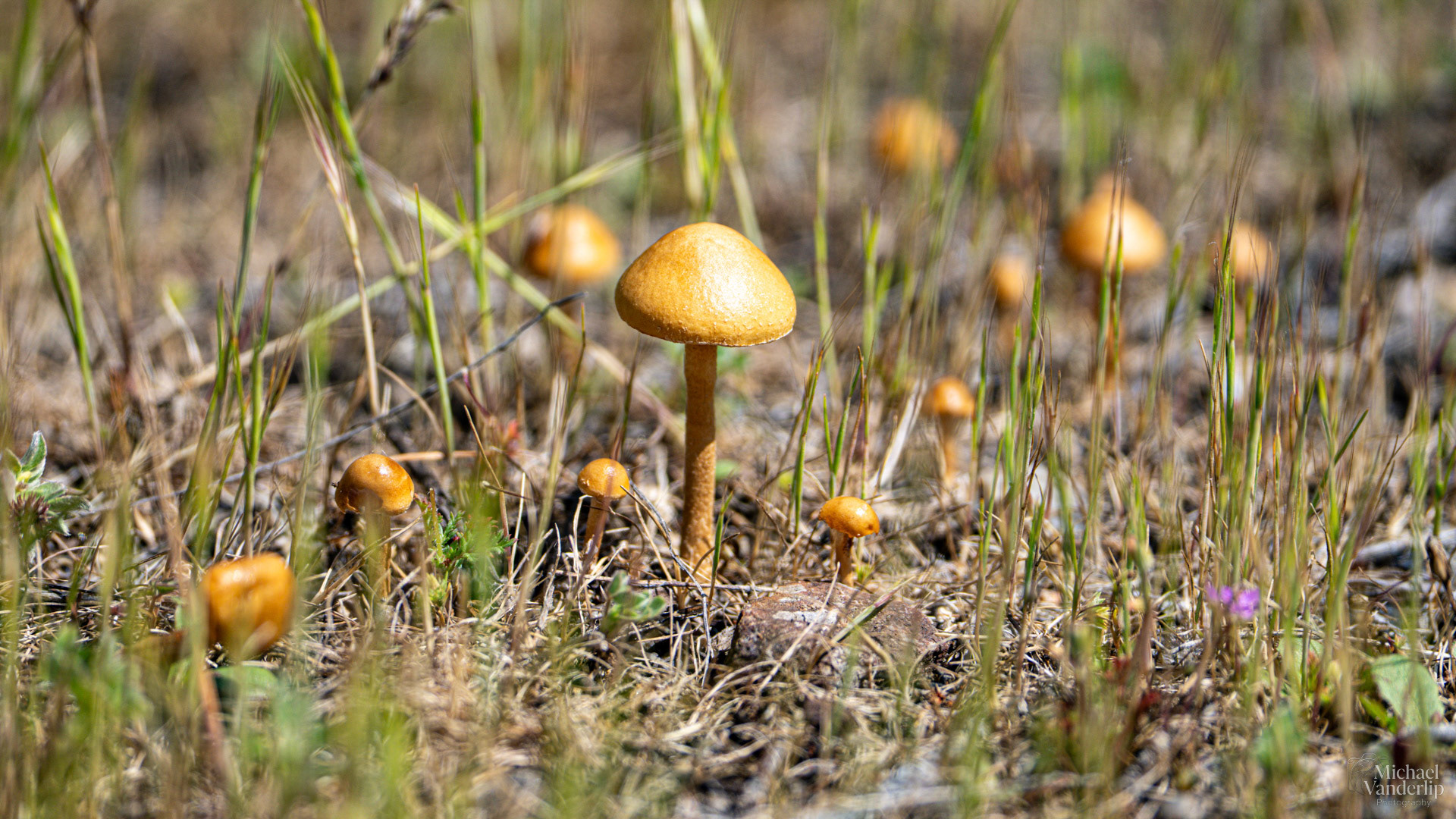 Fieldcap Mushrooms along the Bear Creek Greenway near Talent, Oregon.