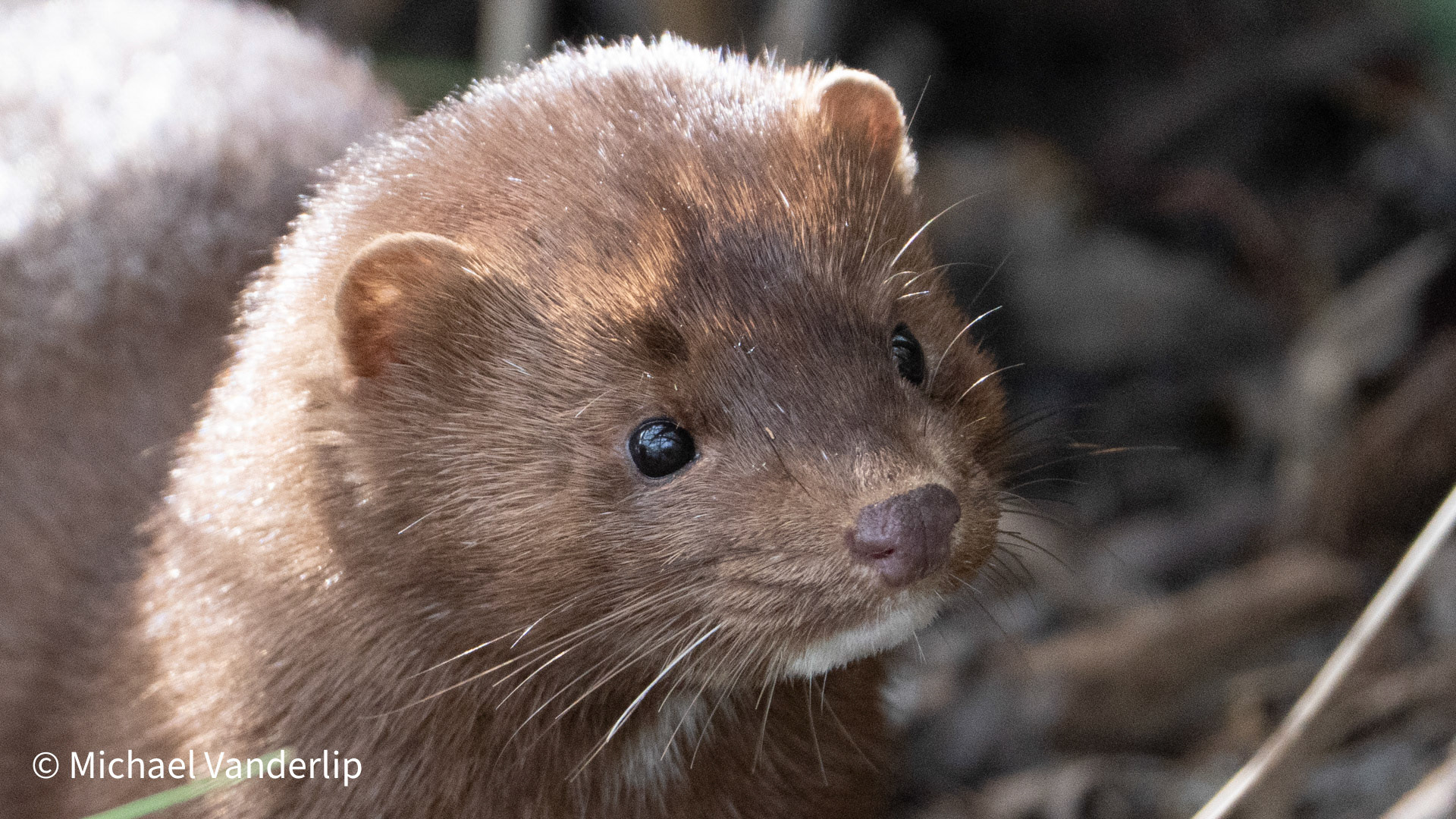 American Mink along the Bear Creek Greenway near Talent, Oregon.