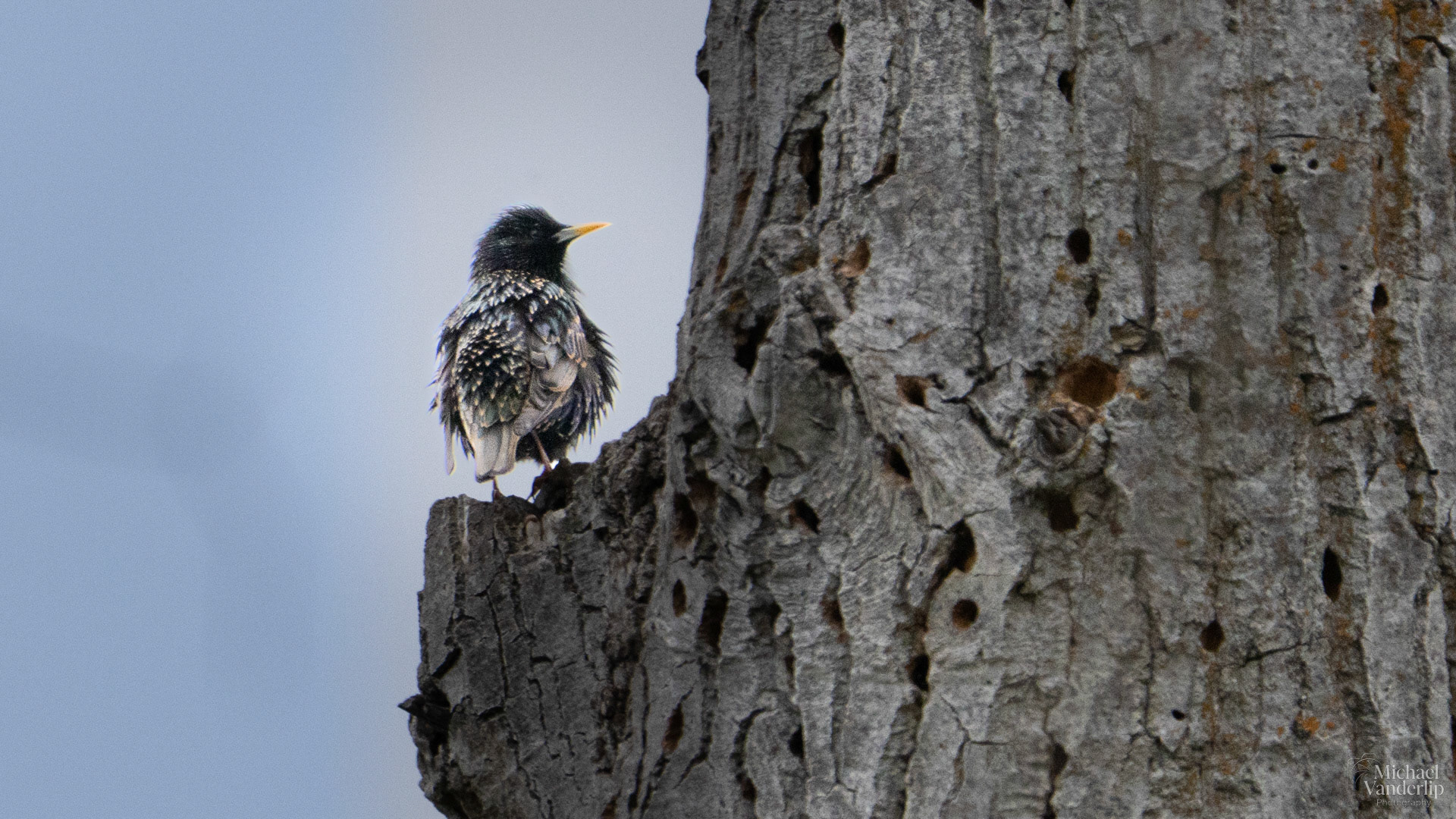 Starling along the Bear Creek Greenay near Talent, Oregon.