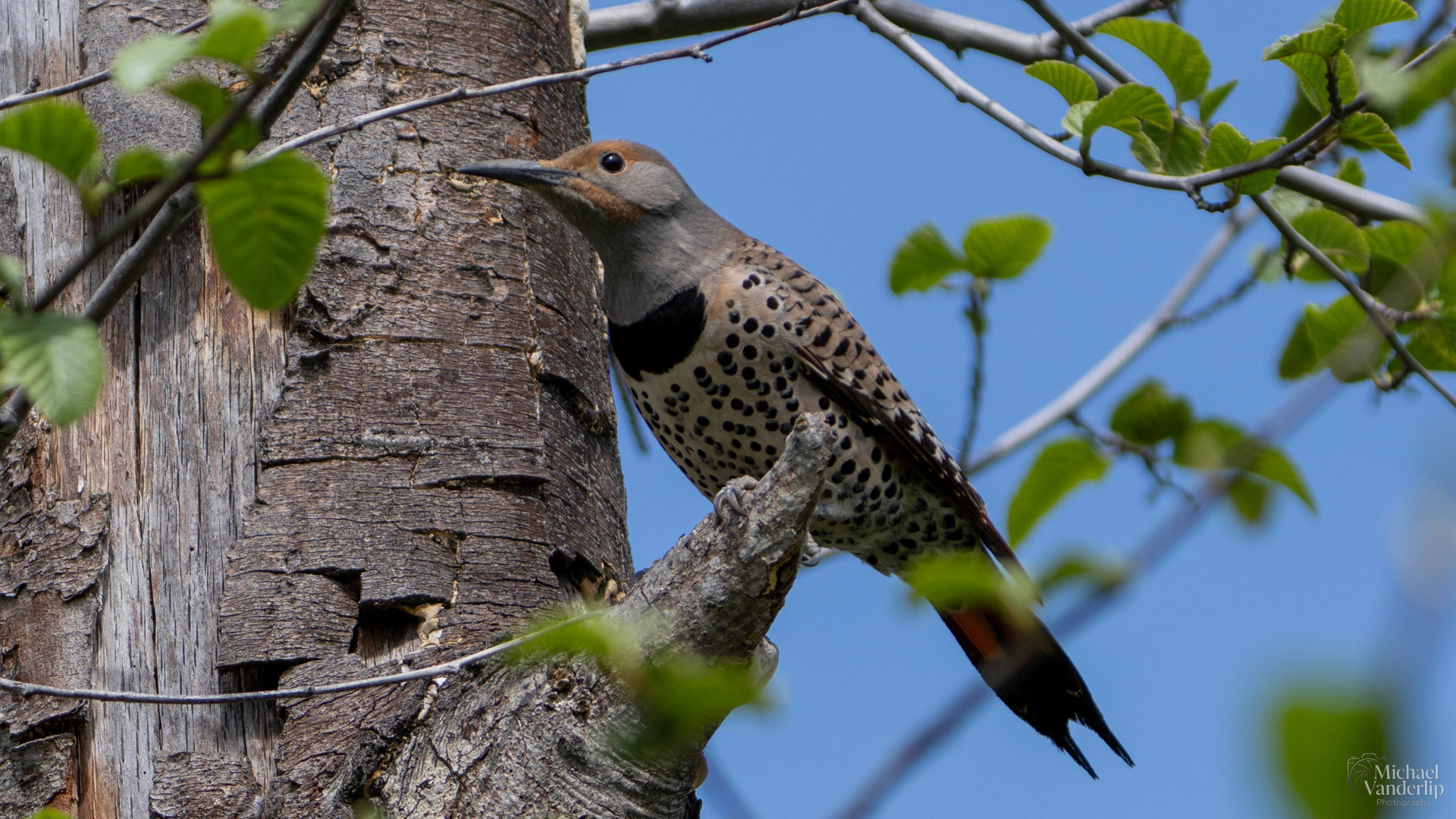 Northern Flicker along the Bear Creek Greenway near Talent, Oregon.
