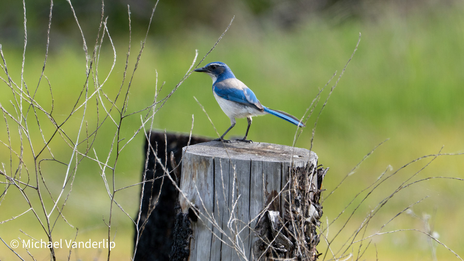 California Scrub Jay along the Bear Creek Greenway near Talent, Oregon.