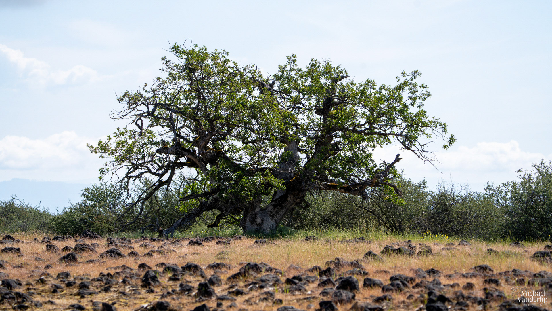 Oak Tree on Lower Table Rock, Central Point, Oregon.