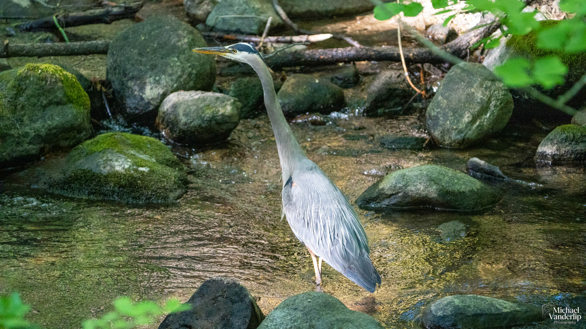 Great Blue Heron in Lithia Park, Ashland, Oregon.