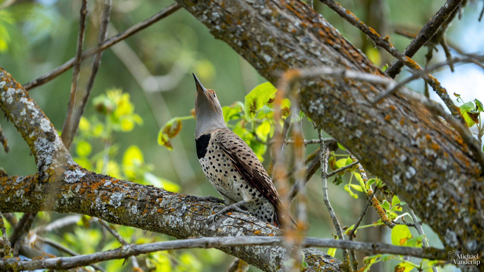 Northern Flicker along the Bear Creek Greenway near Talent, Oregon.