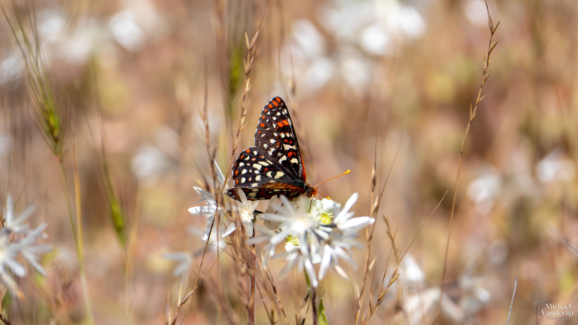 Variable Checkerspot Butterfly along the Roxy Ann Trail, Medford, Oregon.