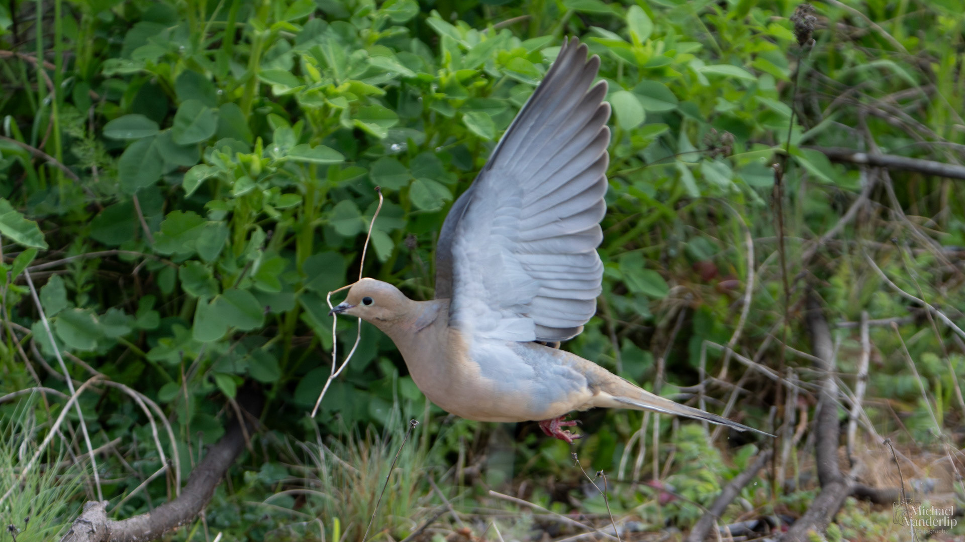Mourning Dove along the Bear Creek Greenway near Talent, Oregon.