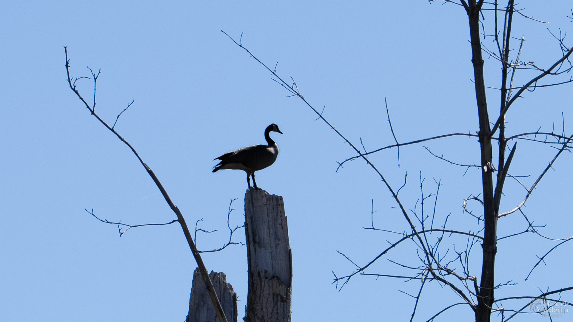 Canada Goose along the Bear Creek Greenway near Talent, Oregon.