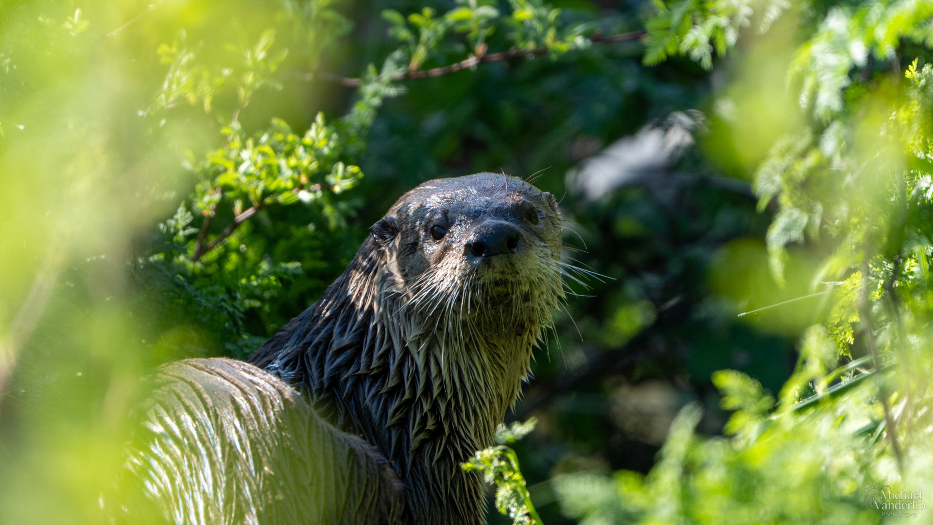 River Otter along the Bear Creek Greenway near Talent, Oregon.