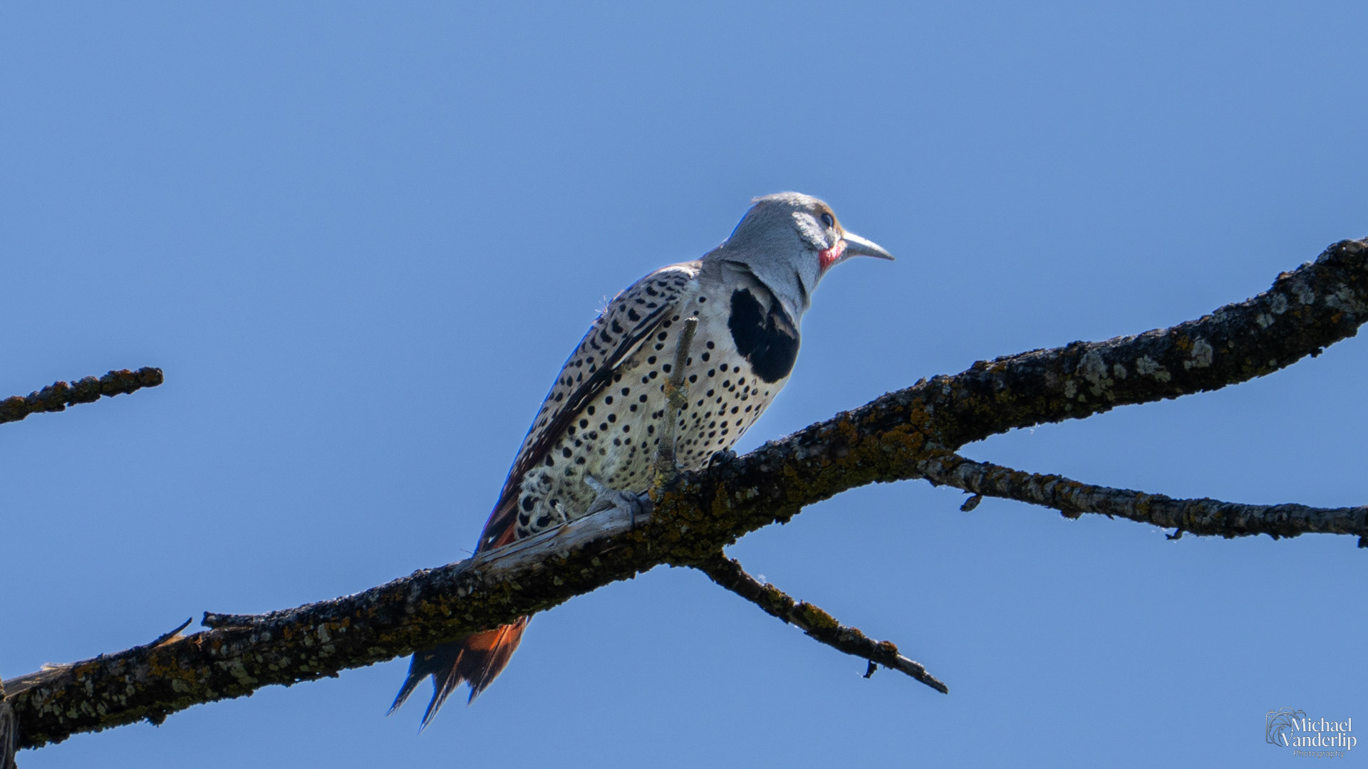 Northern Flicker along the Bear Creek Greenway near Talent, Oregon.