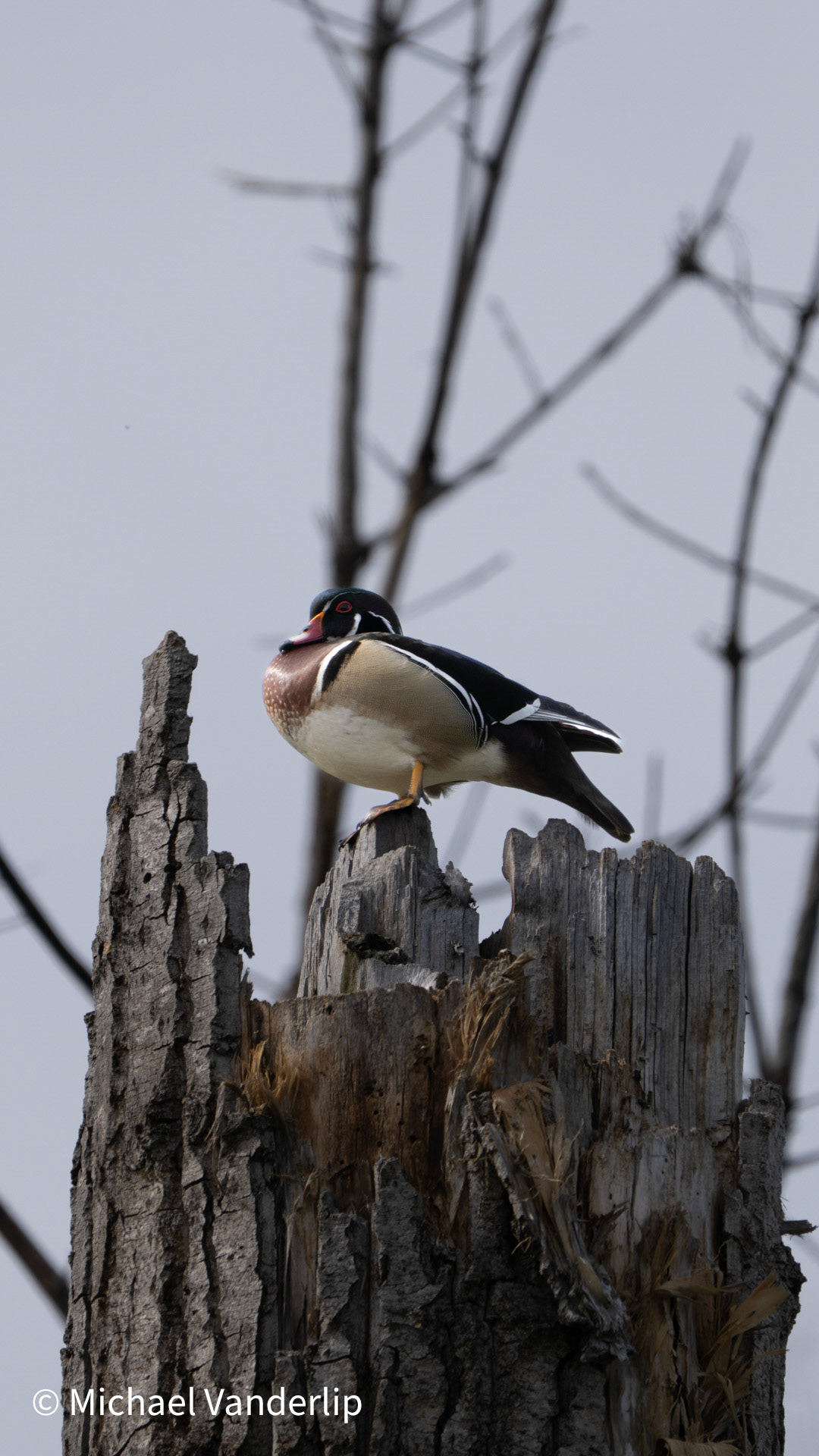 Wood Duck along Bear Creek Greenway near Talent, Oregon.
