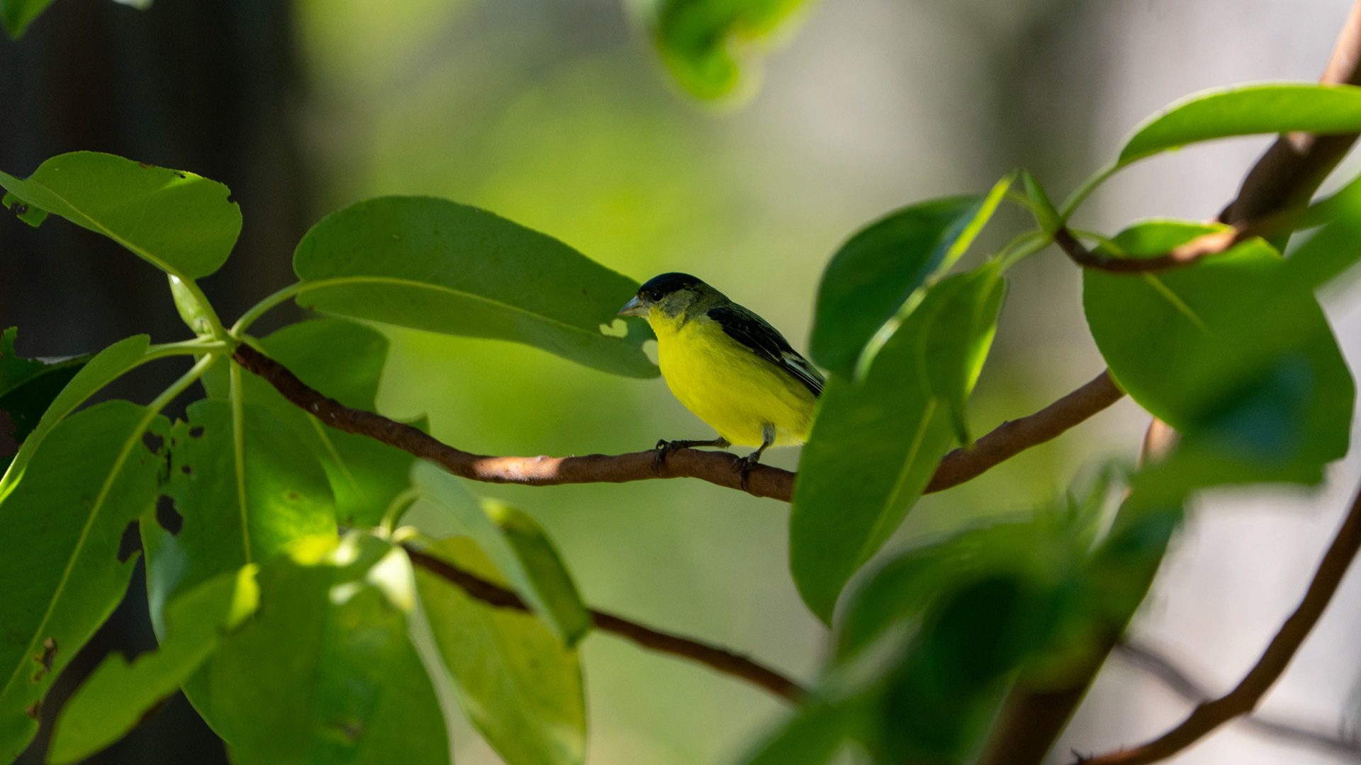 Lesser Goldfinch along the White Rabbit Trail near Ashland, Oregon.