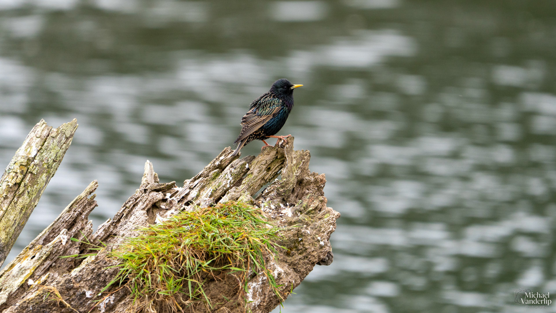 Starling along the Siletz River near Cutler City, Oregon.