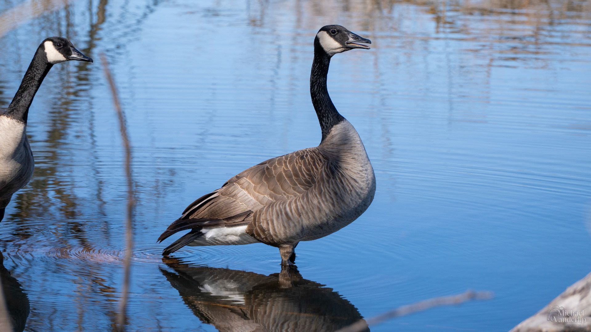 Canada Goose along the Bear Creek Greenway near Talent, Oregon.