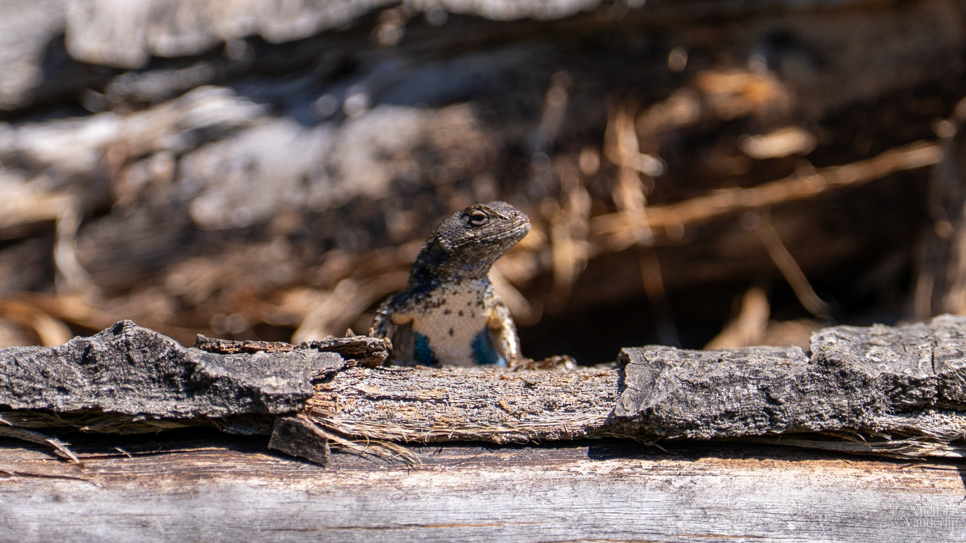 Western Fence Lizard along the Bear Creek Greenway near Talent, Oregon.