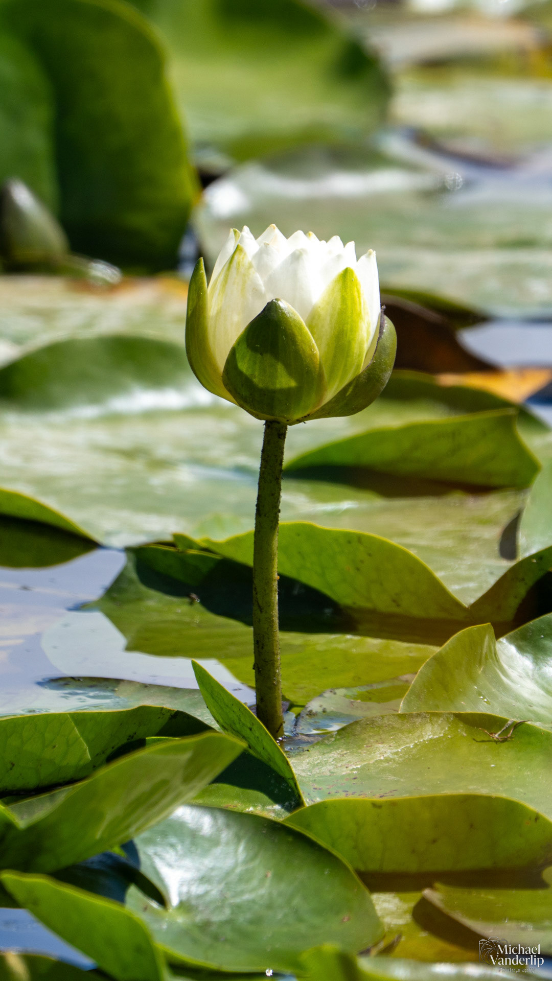 White Water Lily along the Bear Creek Greenway near Talent, Oregon.