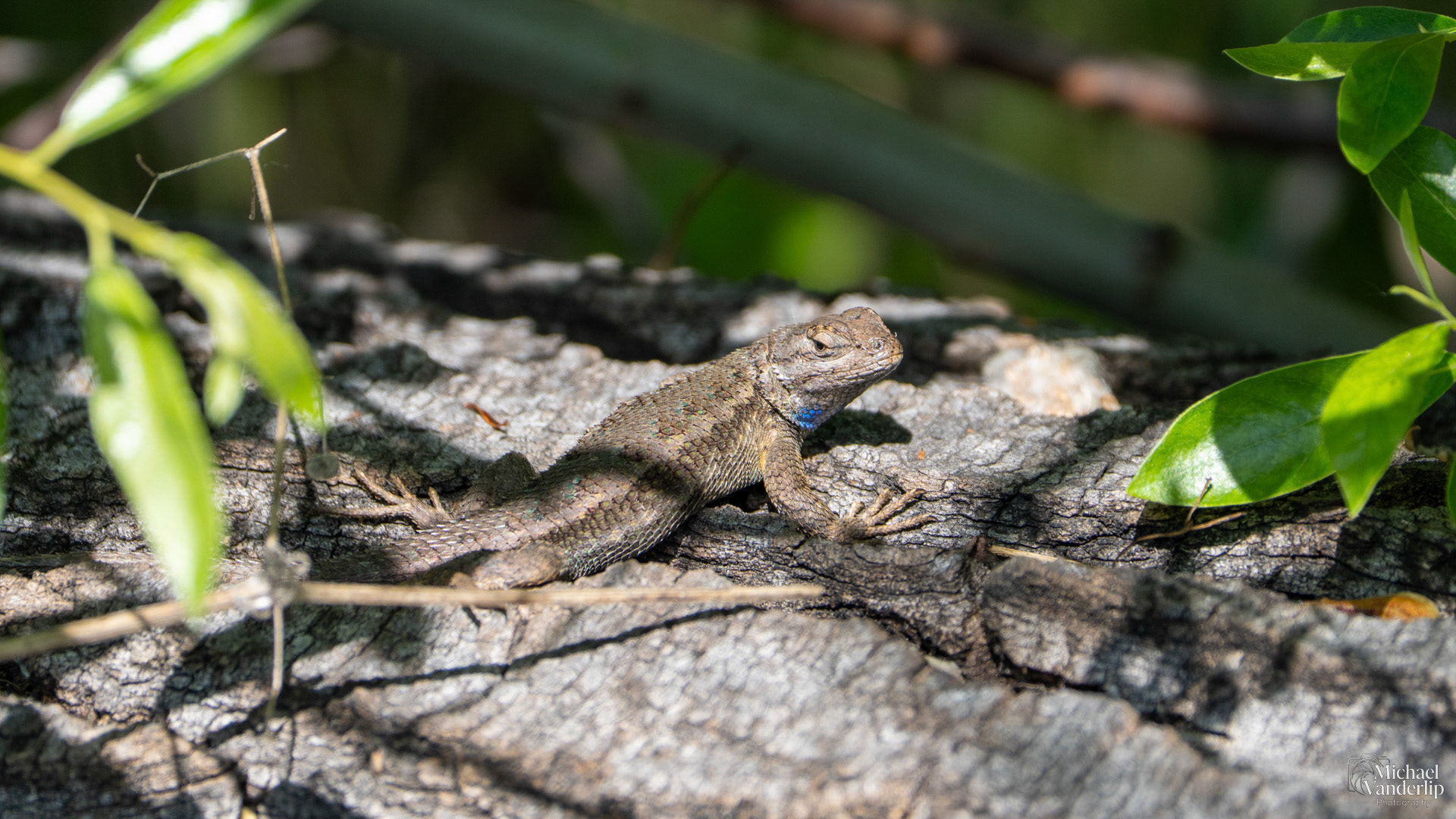 Western Fence Lizard along the Bear Creek Greenway near Talent, Oregon.