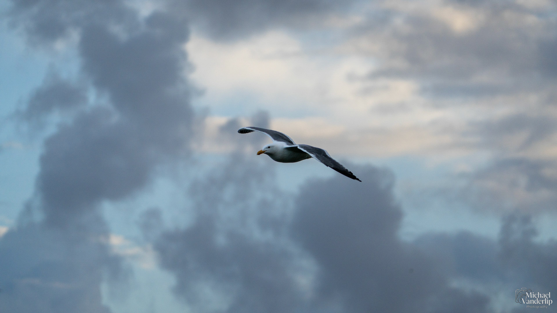 Seagull on the coast, Depoe Bay, Oregon.