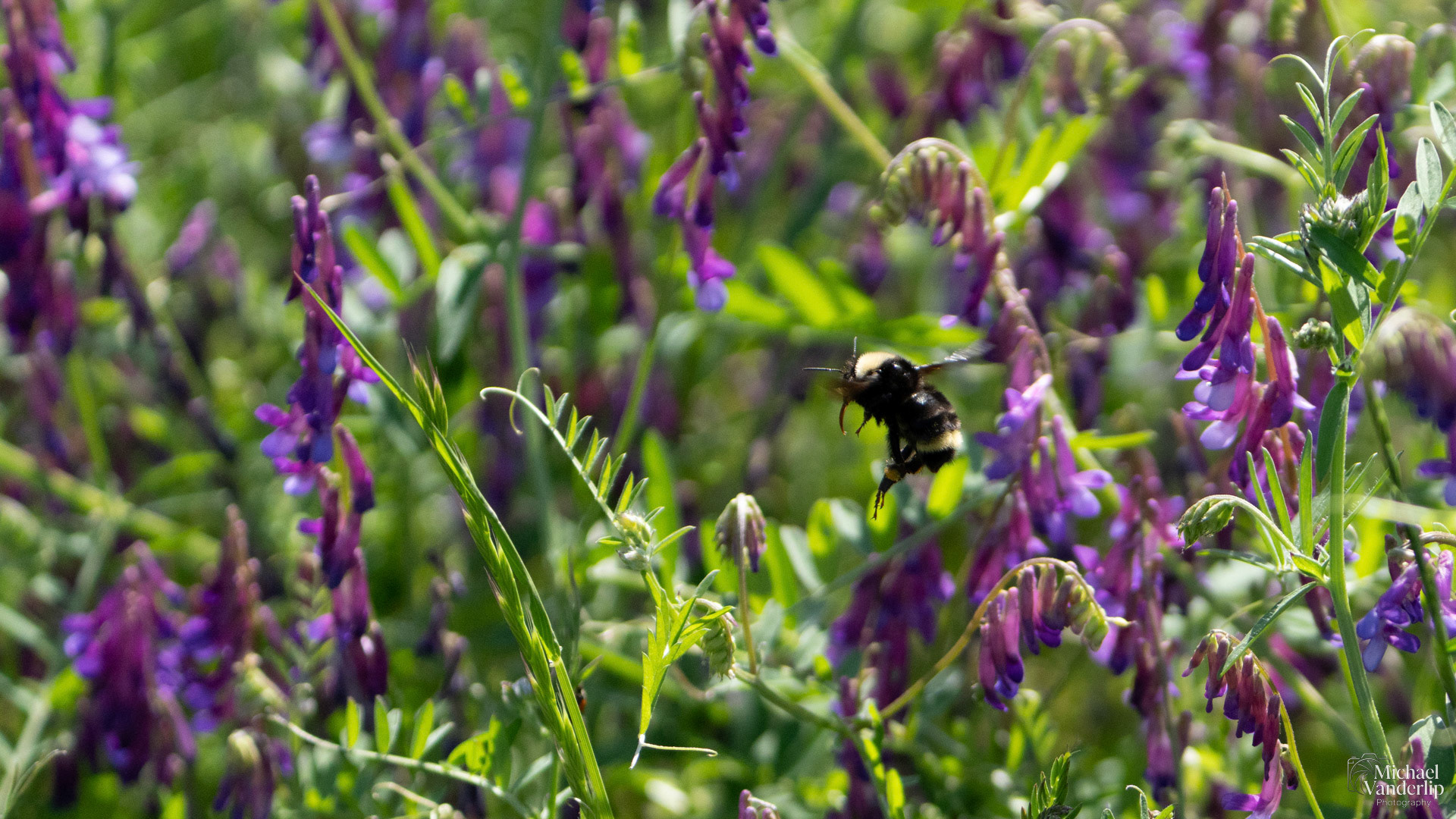 Yellow Faced Bumble Bee and Vetch Flowers on Lower Table Rock, Central Point, Oregon.