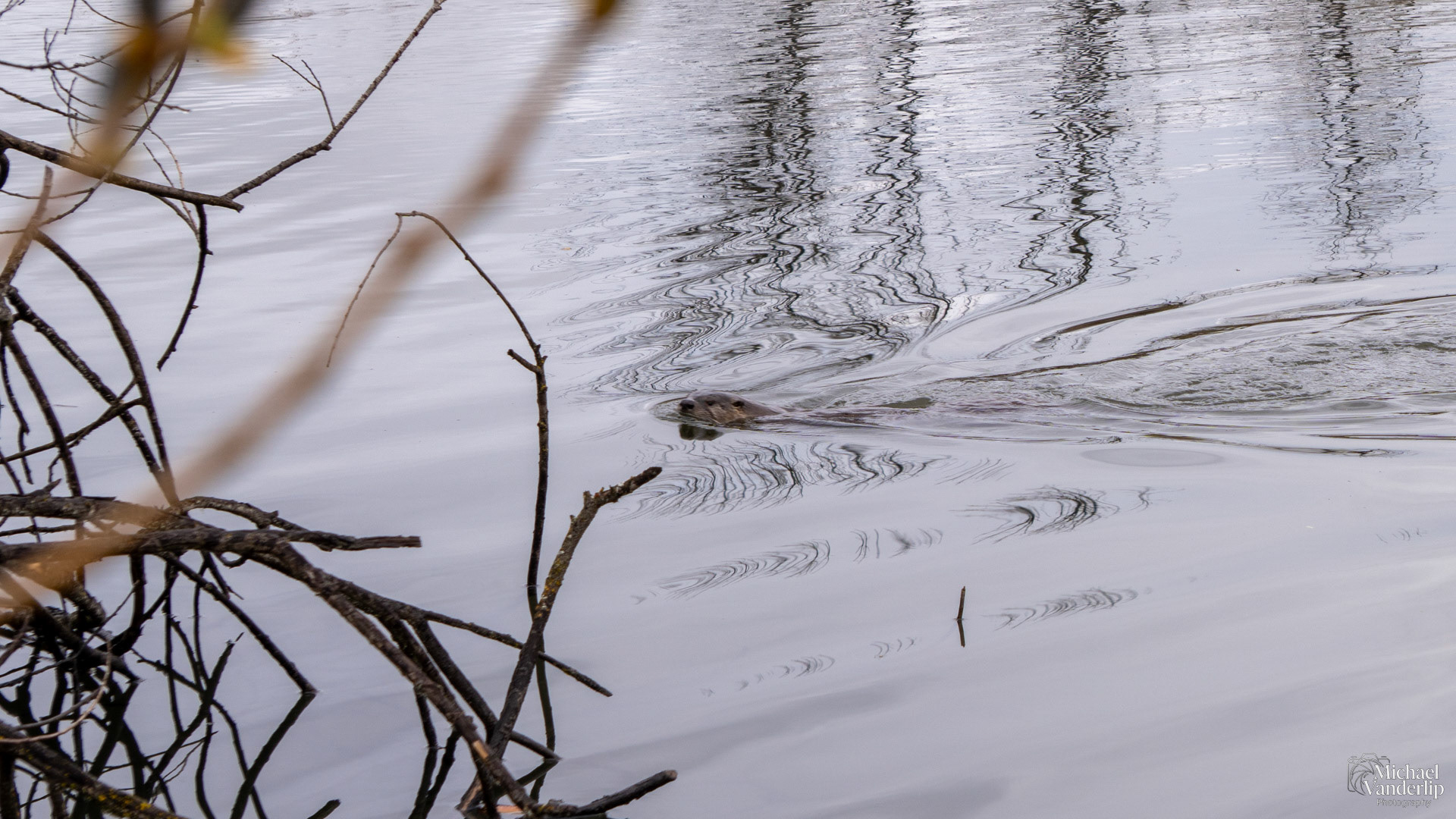 Beaver in a pond along the Bear Creek Greenway near Talent, Oregon.