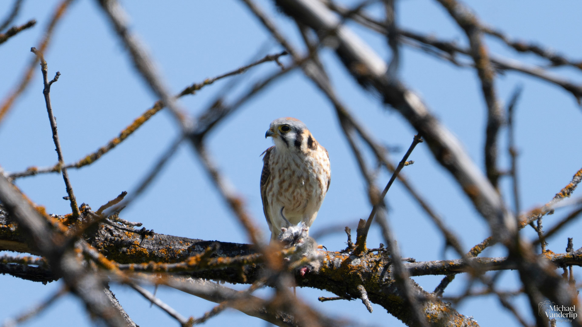 American Kestrel eating a rodent along the Bear Creek Greenway near Talent, Oregon.