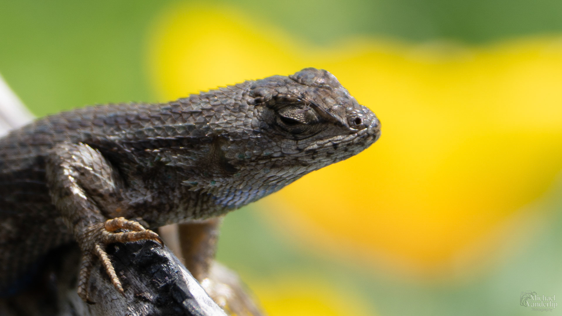 Western Fence Lizard along the Bear Creek Greenway near Talent, Oregon.