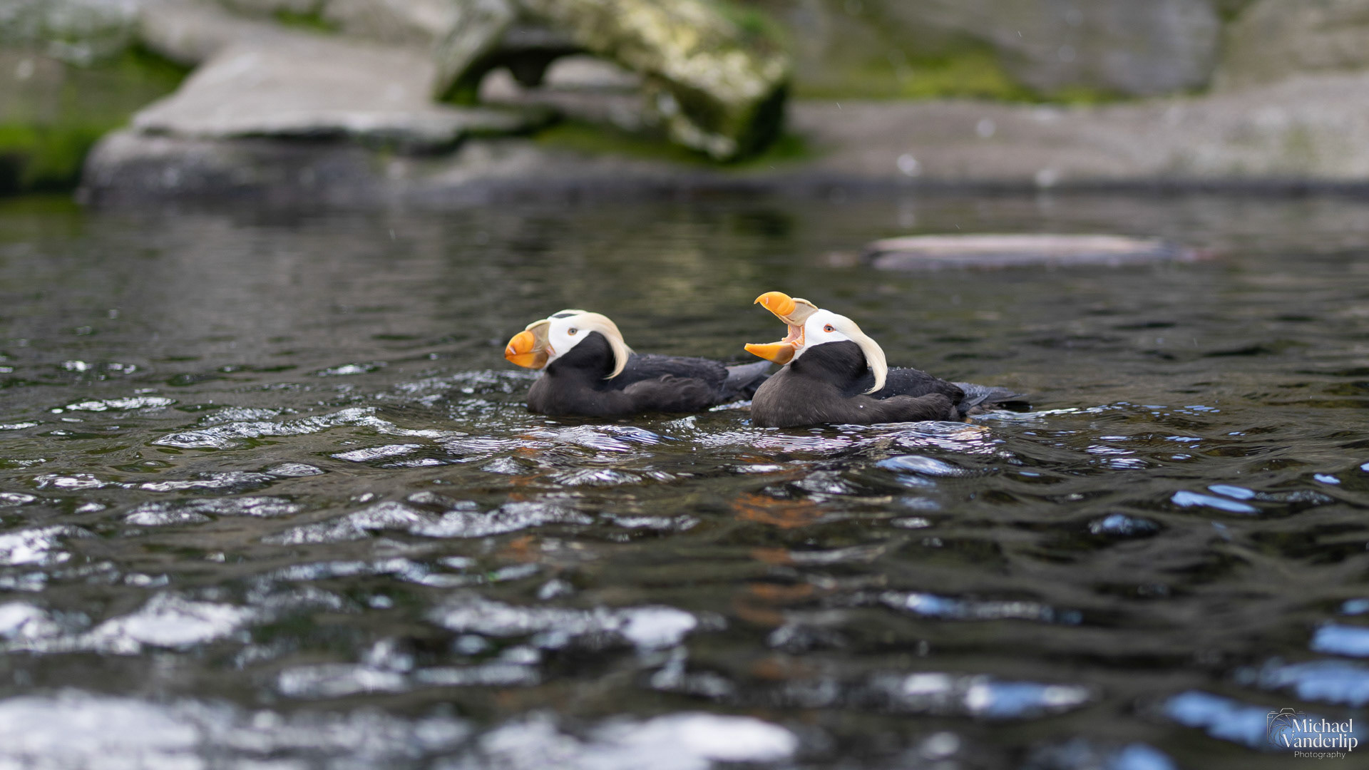 Tufted Puffin at the Oregon Coast Aquarium, Newport, Oregon.