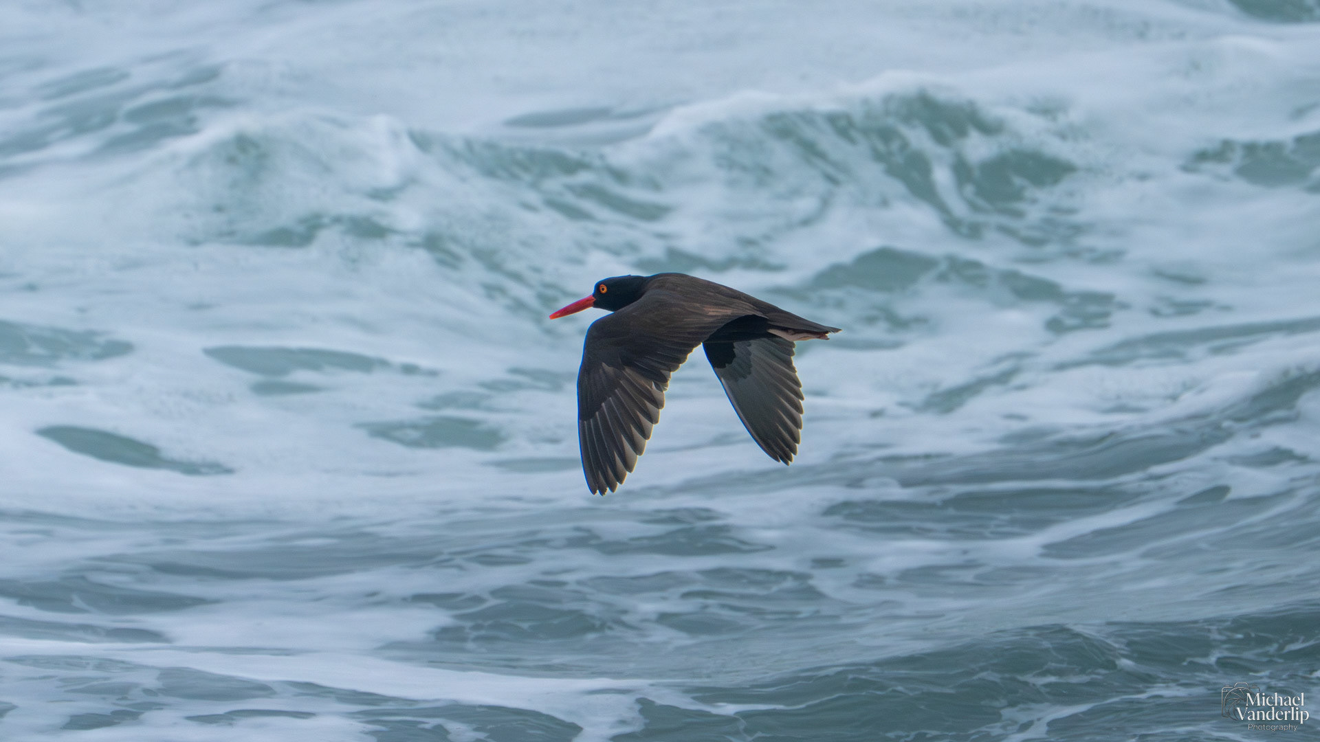Black Oystercatcher on the coast, Depoe Bay, Oregon.