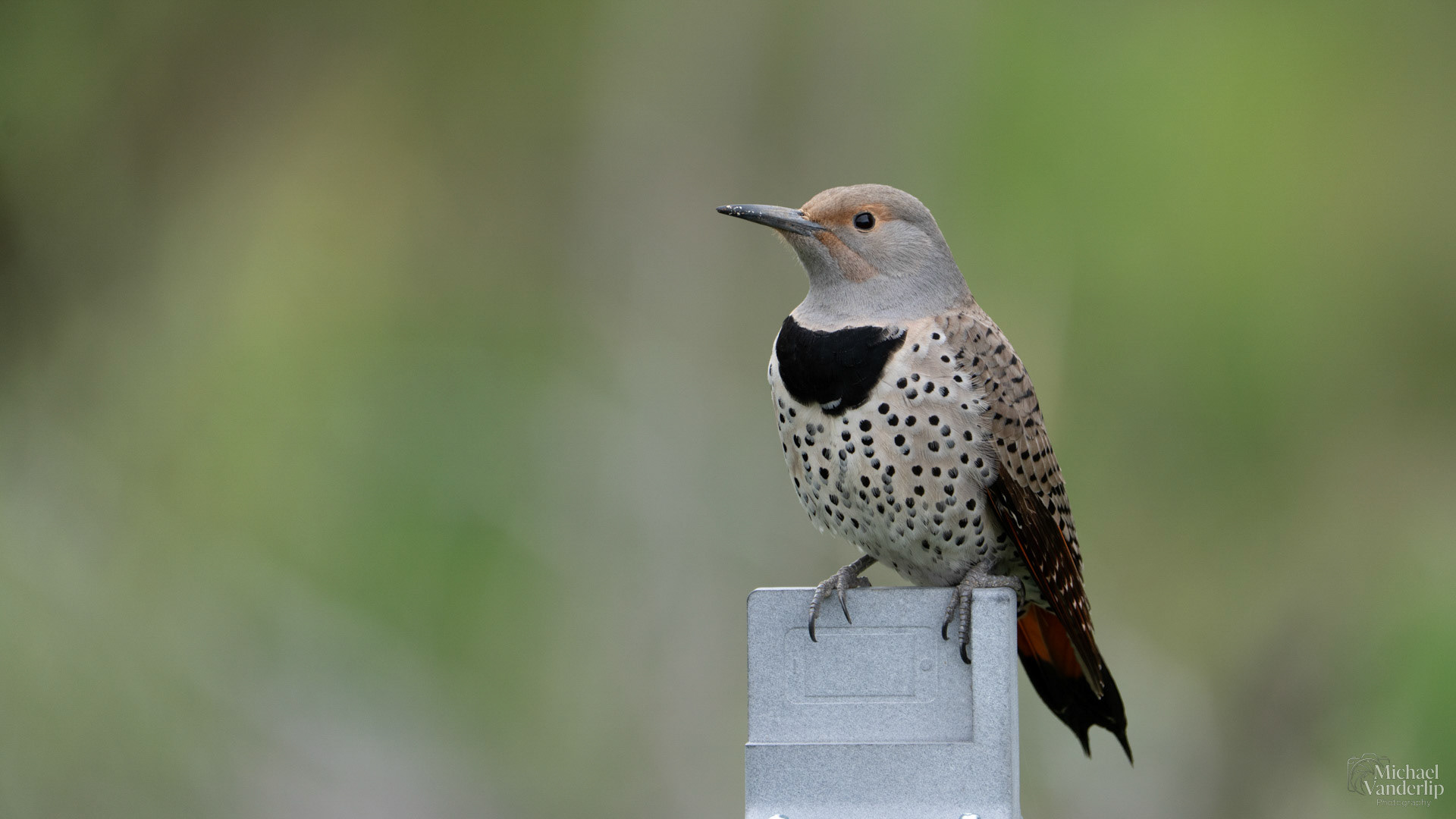 Northern Flicker along the Bear Creek Greenway near Talent, Oregon.