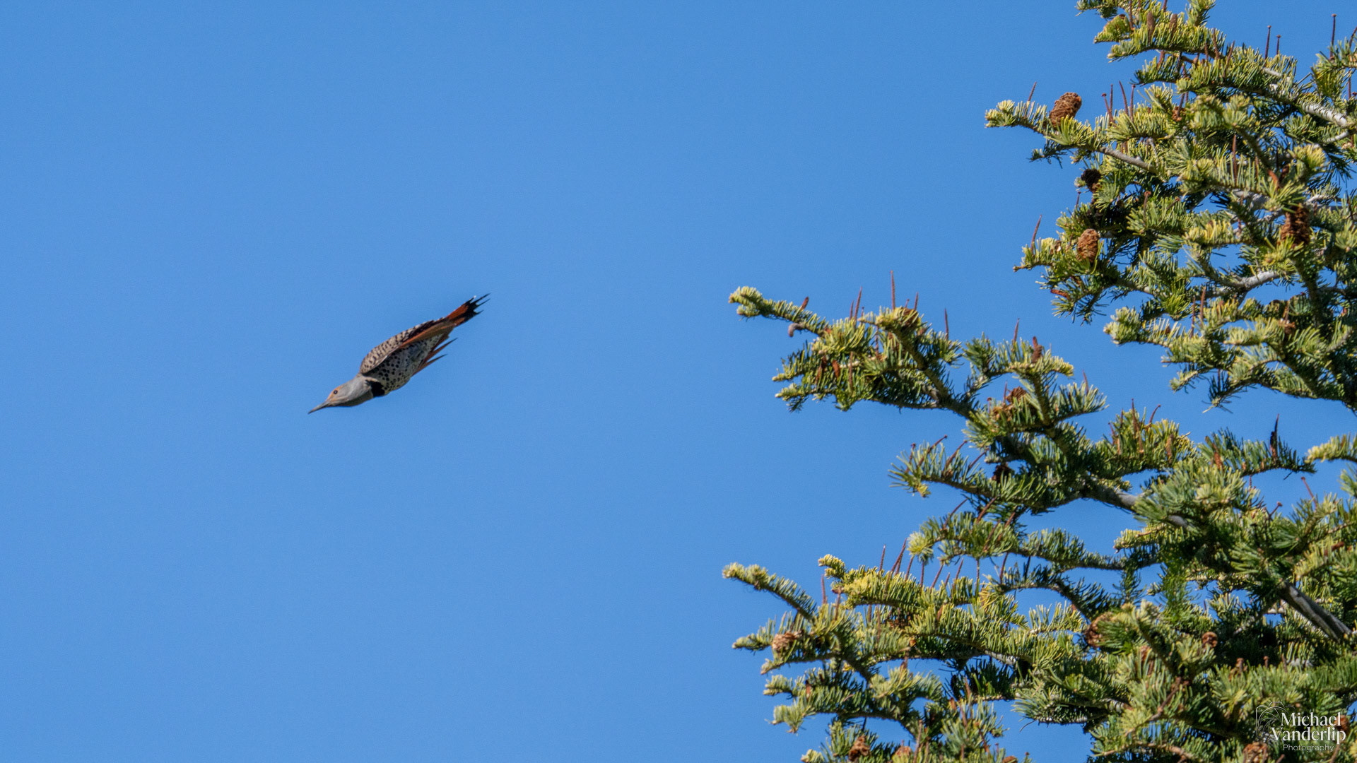 Northern Flicker along the Wagner Butte Trail near Talent, Oregon.