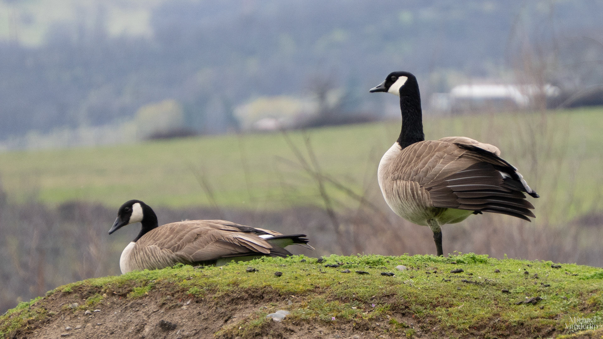 Canada Geese along the Bear Creek Greenway, Talent, Oregon.