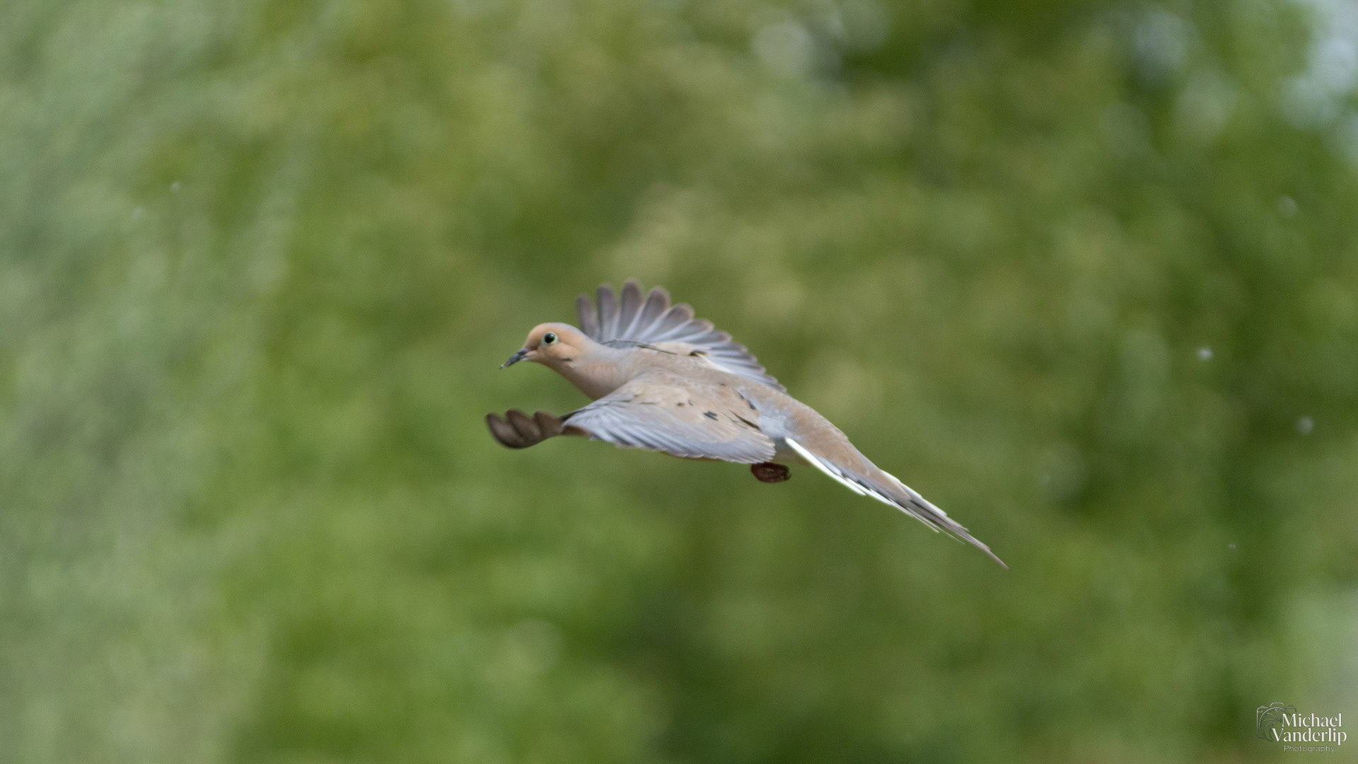 Mourning Dove along the Bear Creek Greenway near Talent, Oregon.
