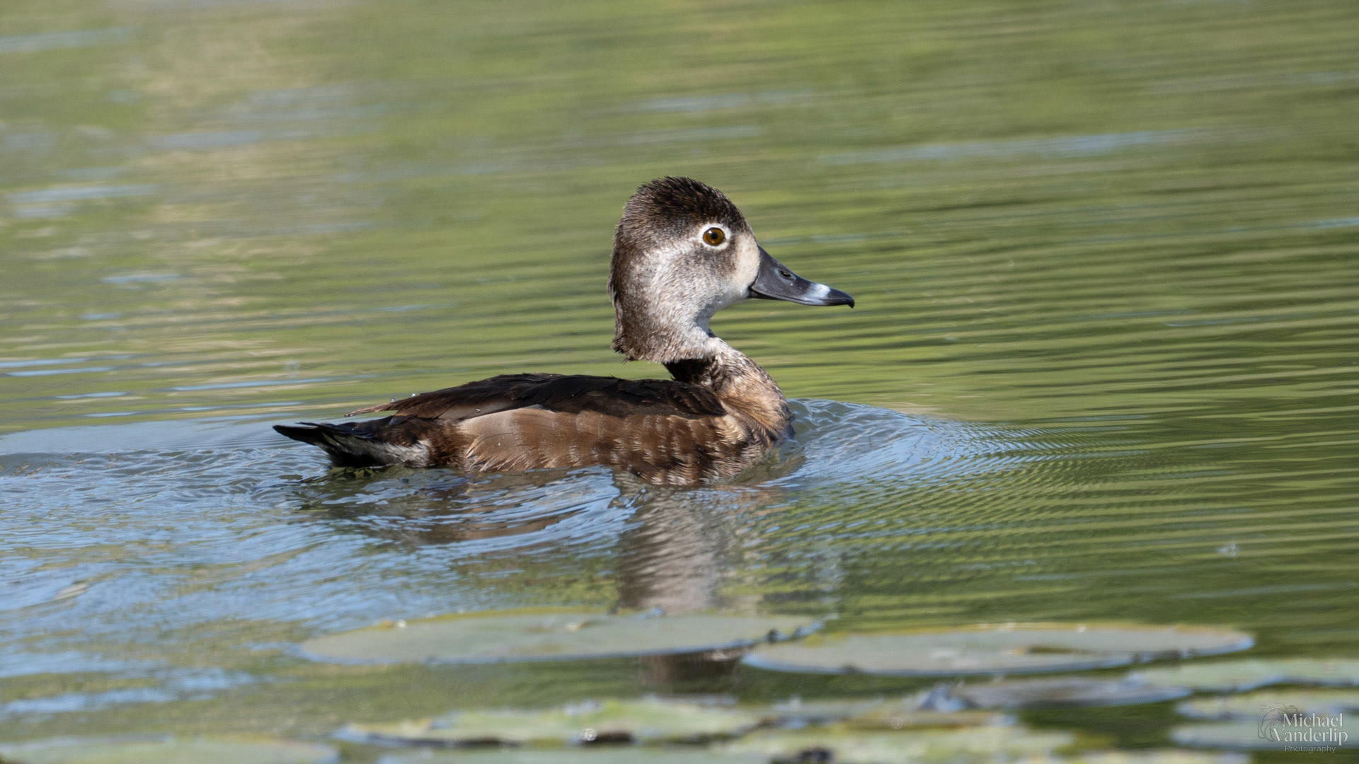 Ring Necked Duck along the Bear Creek Greenway near Talent, Oregon.
