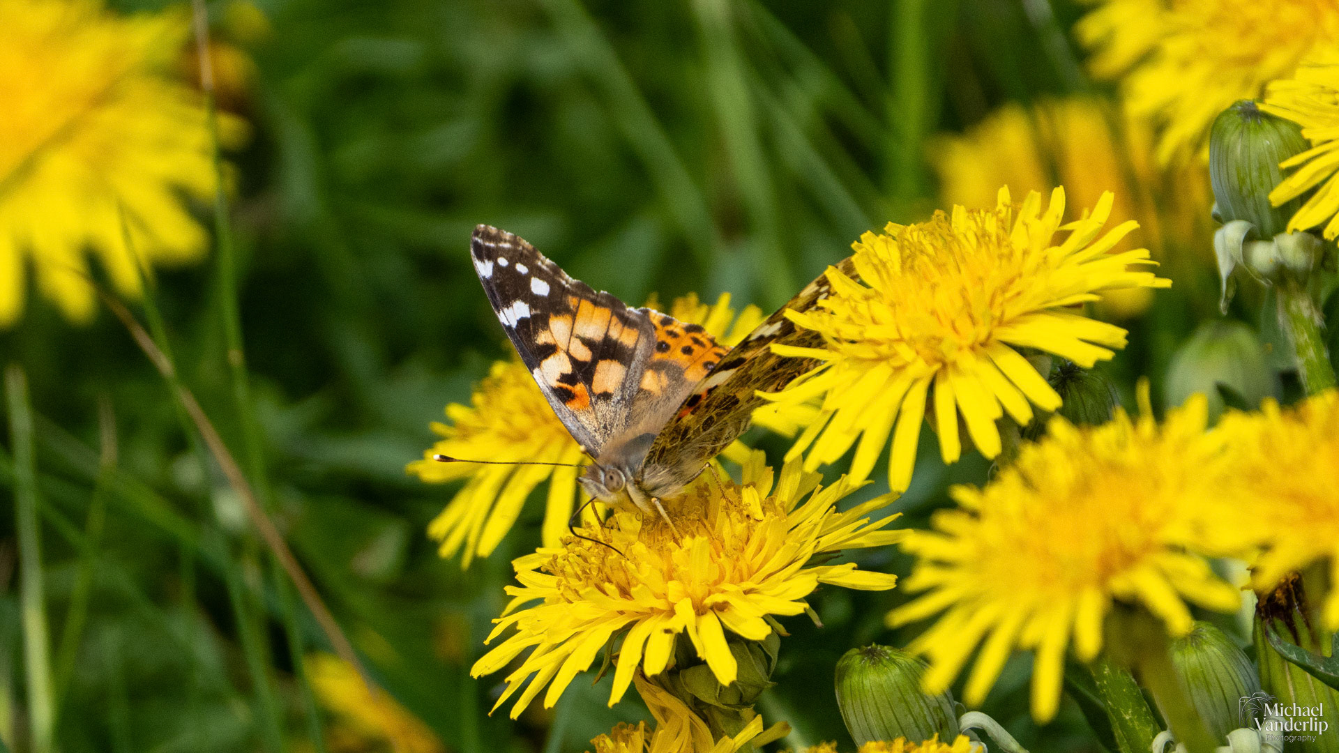 Painted Lady Butterfly along the Bear Creek Greenway near Talent, Oreogn.